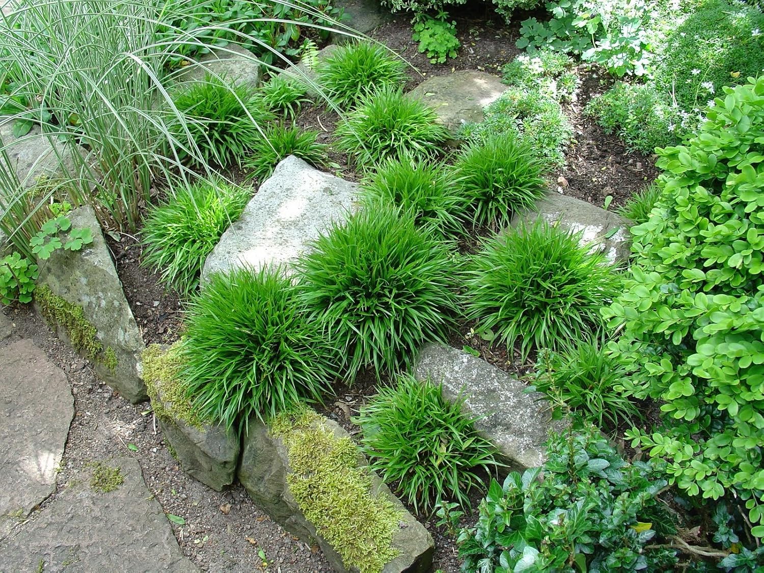 Luzula pilosa 'Igel' / Behaarte Hainsimse