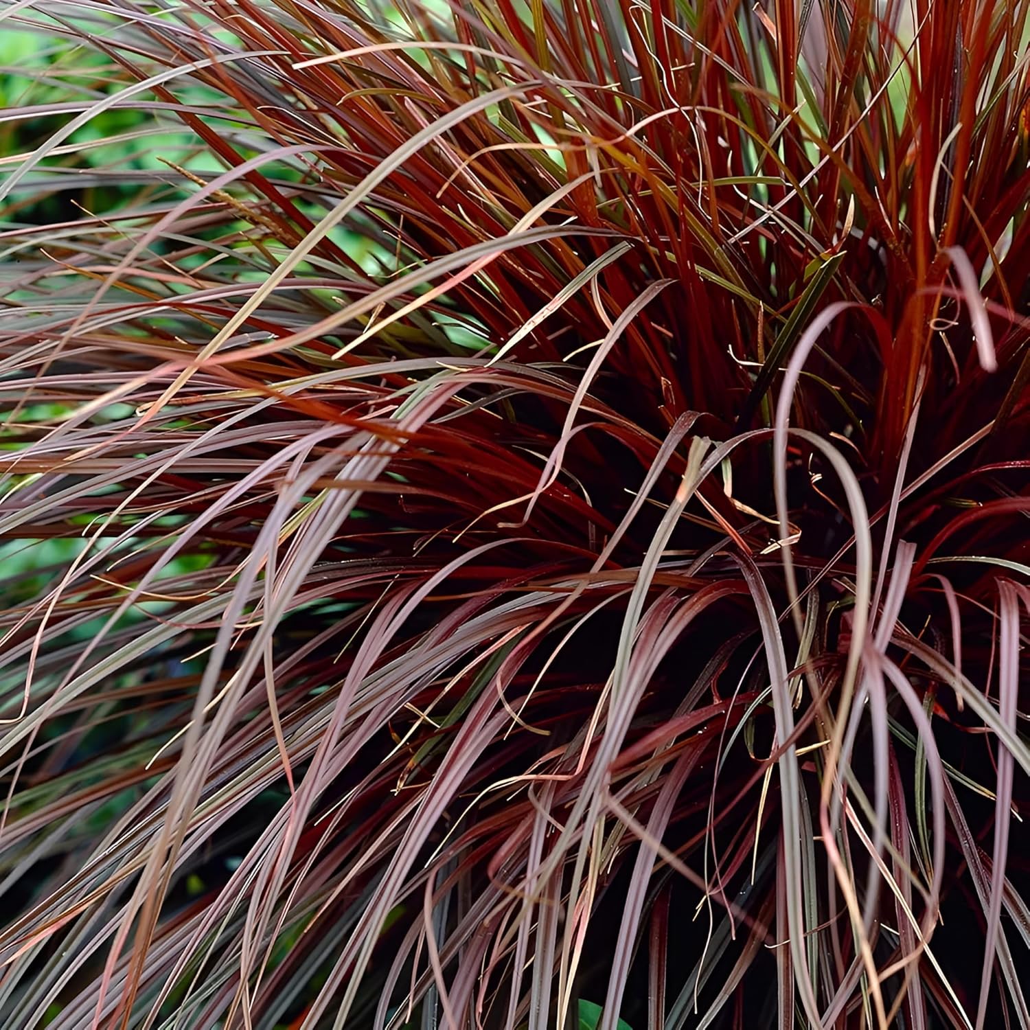 Uncinia rubra 'Firedance' / Mahagoni Gras