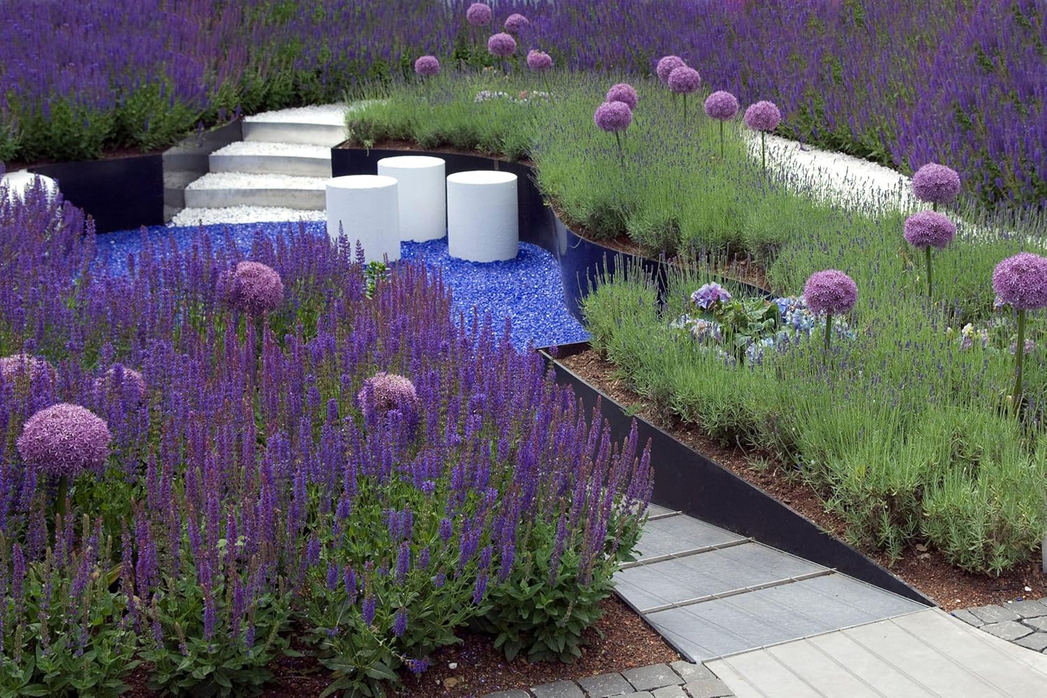 Salvia sylvestris 'Mainacht' / Blauer Pracht-Salbei