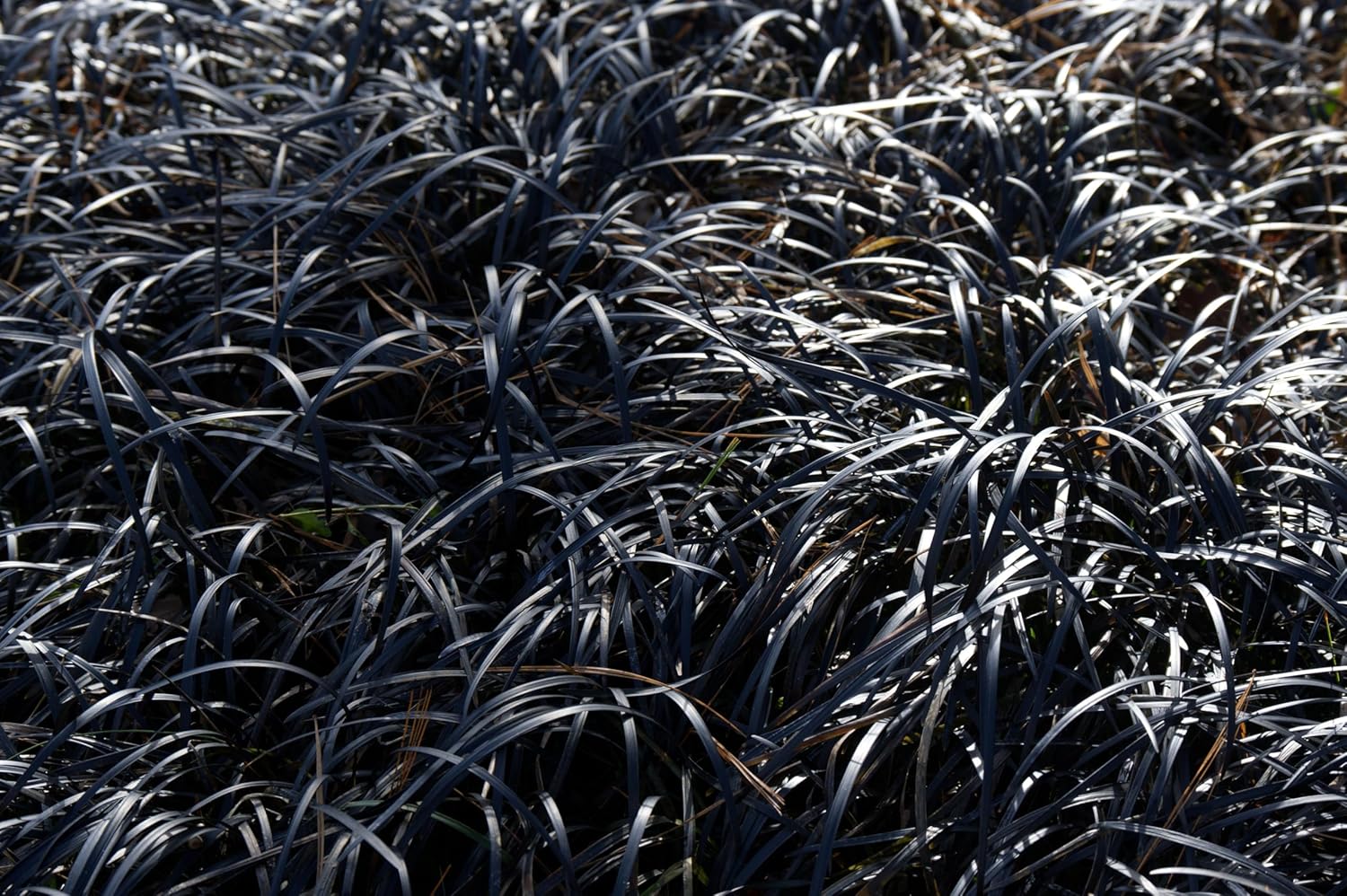 Ophiopogon planiscapus 'Niger' / Schwarzer Schlangenbart