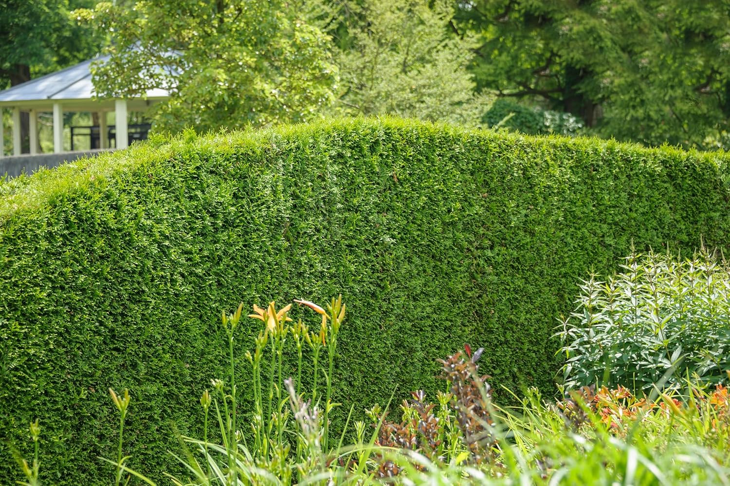 Thuja occidentalis 'Brabant' / Lebensbaum