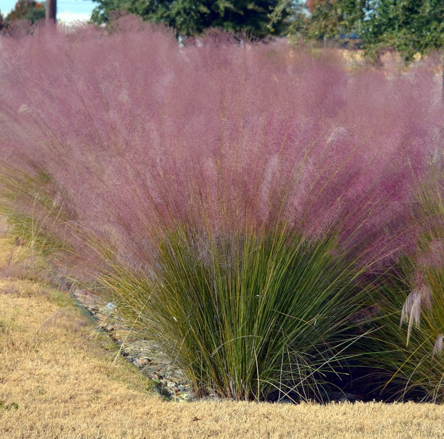 Muhlenbergia capillaris / Rosa Haargras