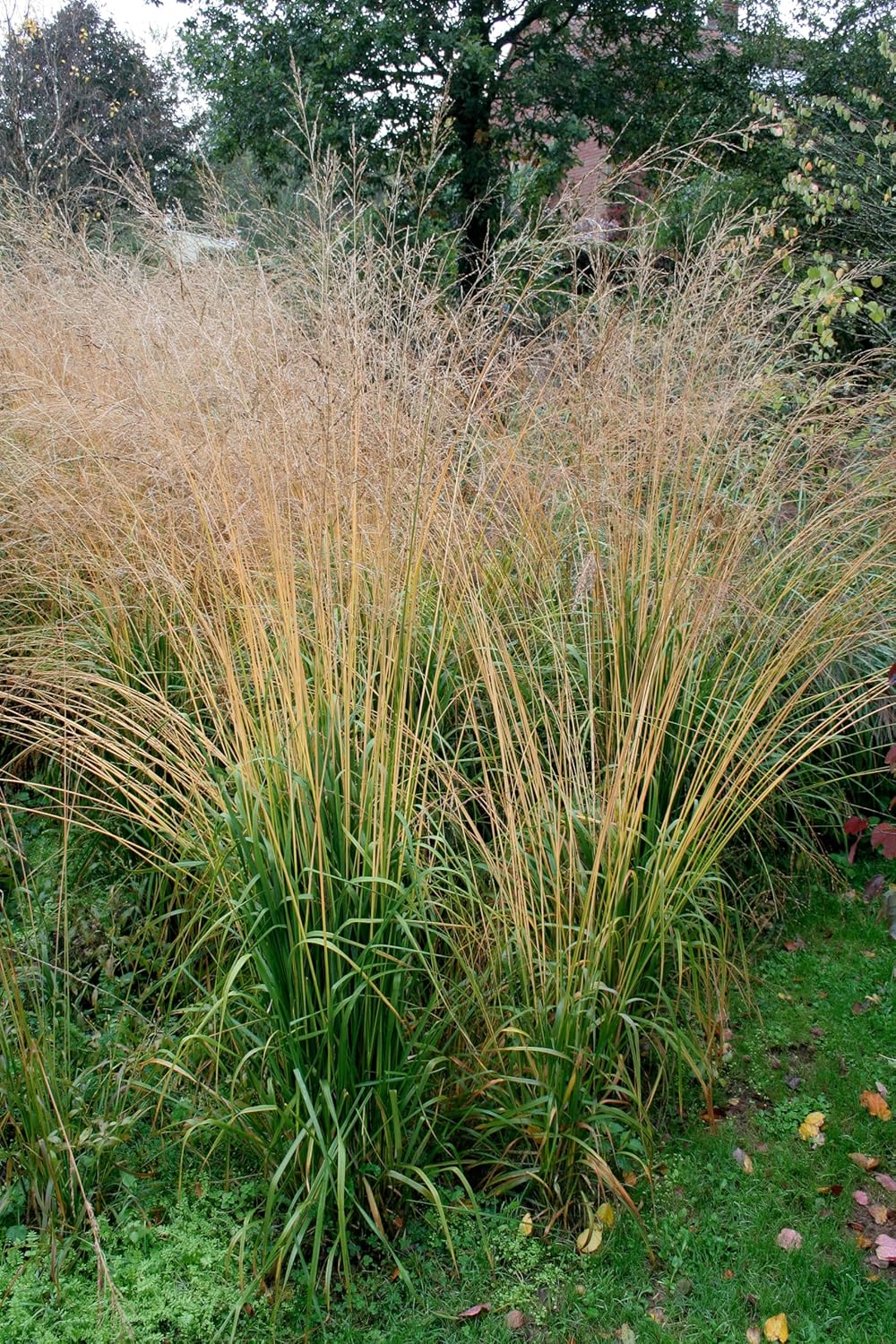 Molinia arundinacea 'Windspiel' / Hohes Pfeifengras
