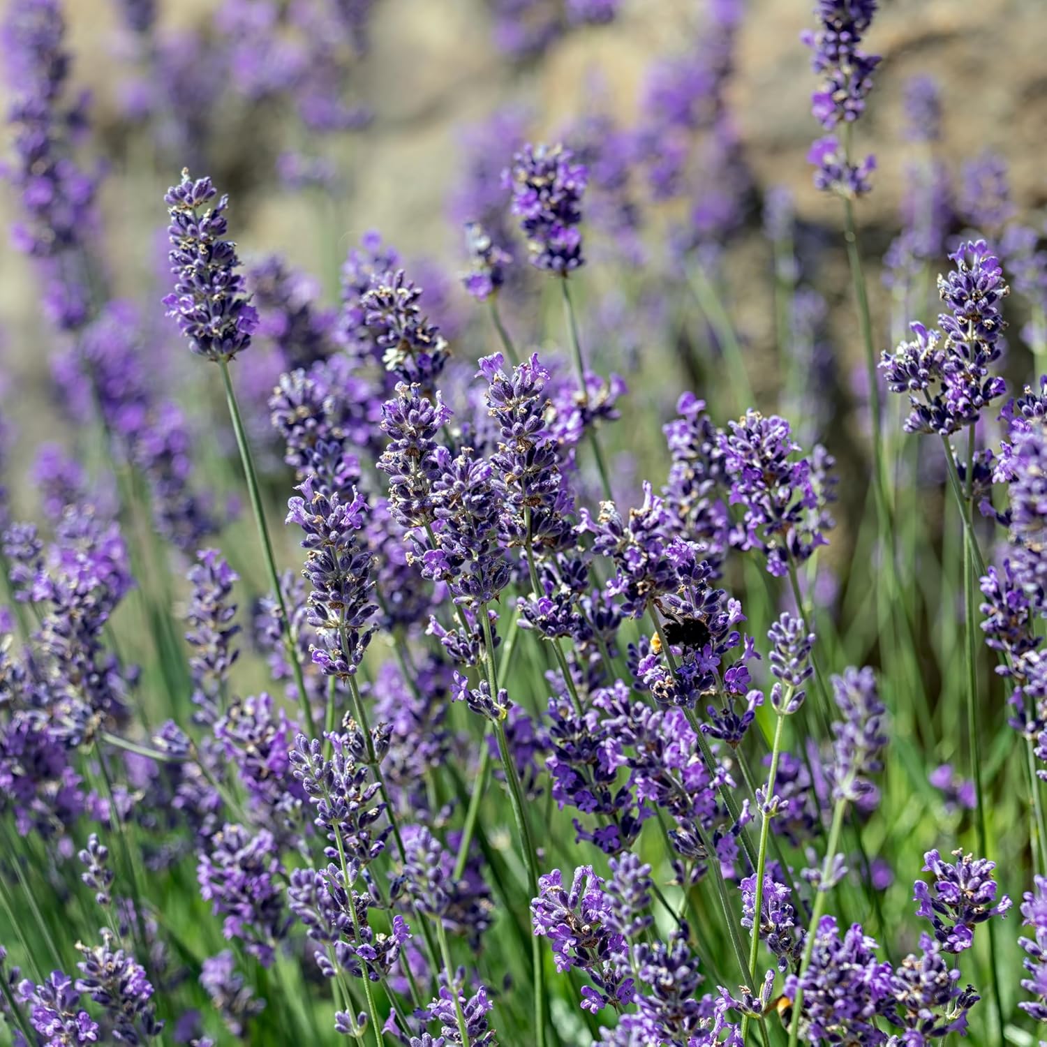 Lavandula angustifolia 'Munstead' / Echter Lavendel