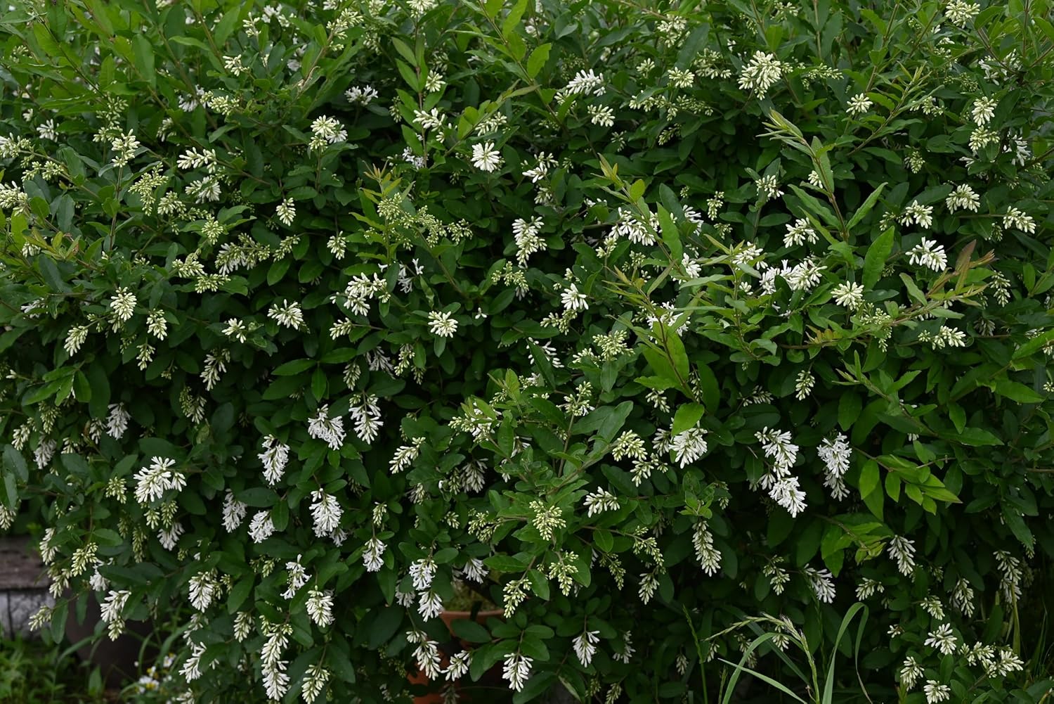 Ligustrum obtusifolium var. regelianum / Buschiger Liguster