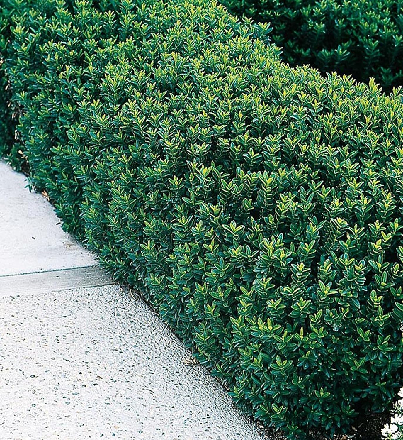 Euonymus japonicus 'Green Rocket' / Grüner Säulen-Spindelstrauch