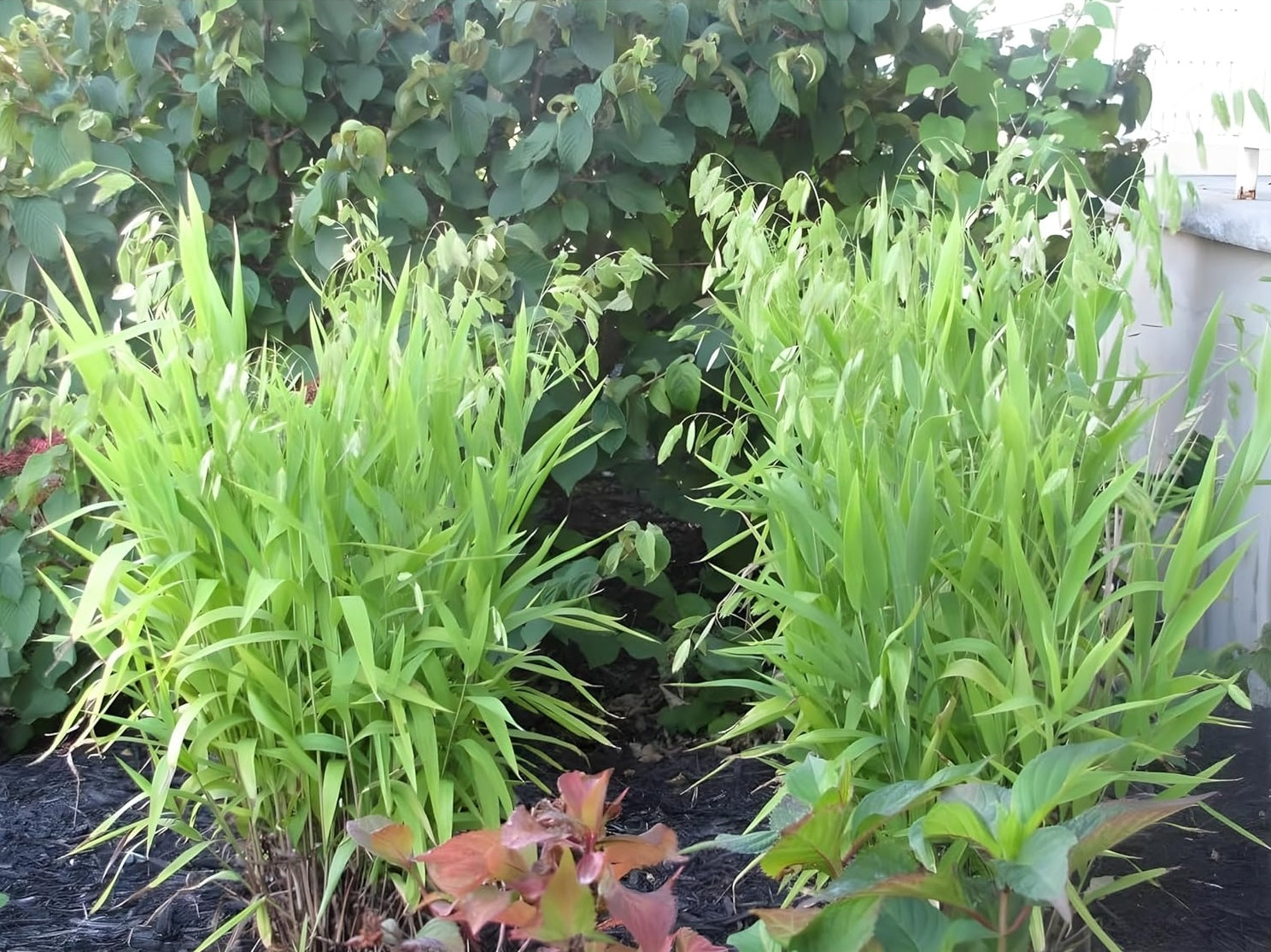 Chasmanthium latifolium / Plattährengras