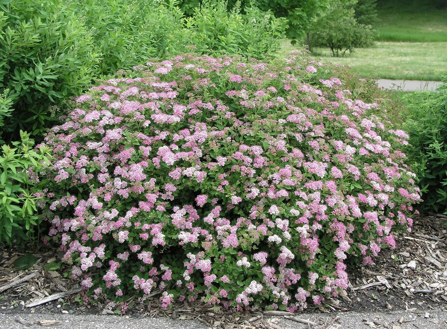 Spiraea japonica 'Little Princess‘ / Rosa Zwergspiere