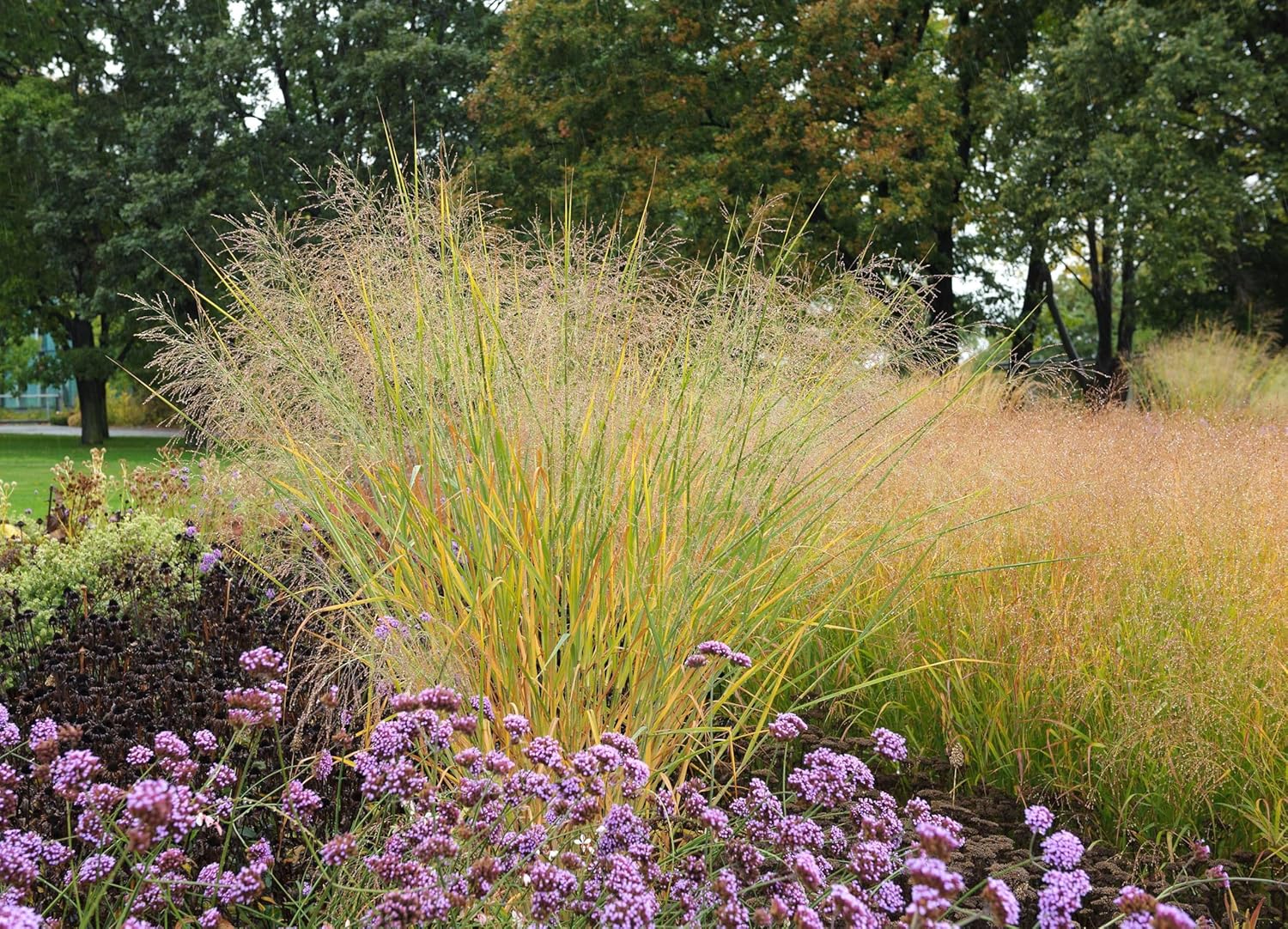 Panicum virgatum 'Cloud Nine' / Blaue Riesen Rutenhirse