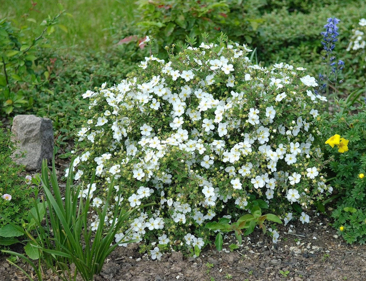 Potentilla fruticosa 'Abbotswood' / Weißer Fingerstrauch