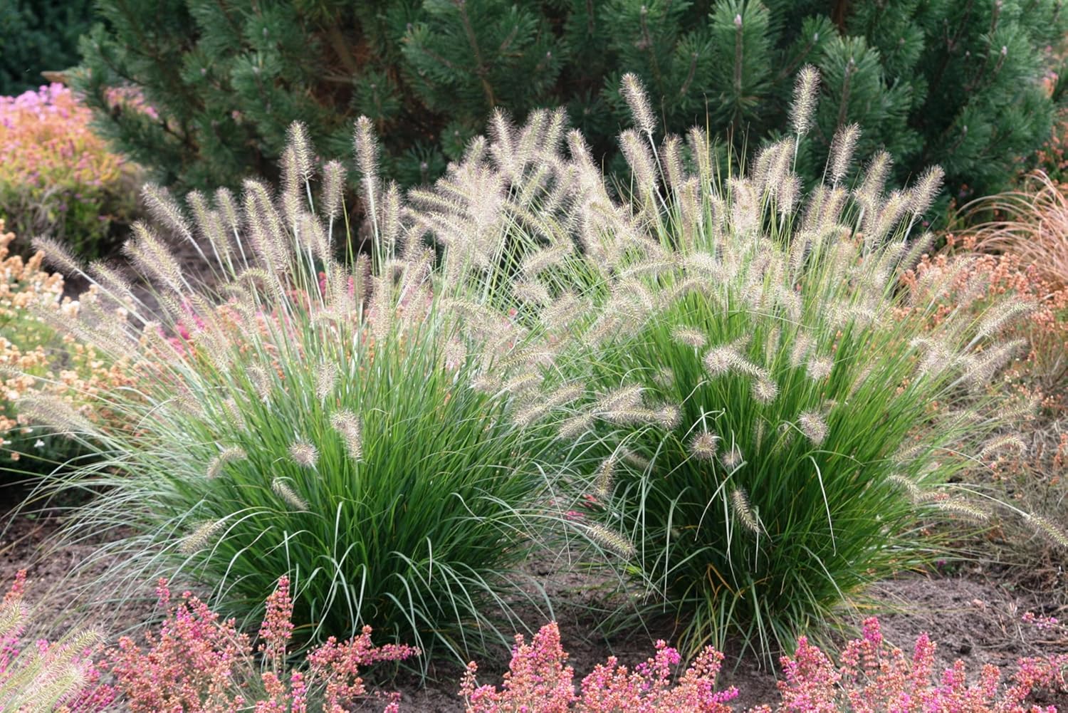 Pennisetum alopecuroides 'Japonicum' / Lampenputzergras
