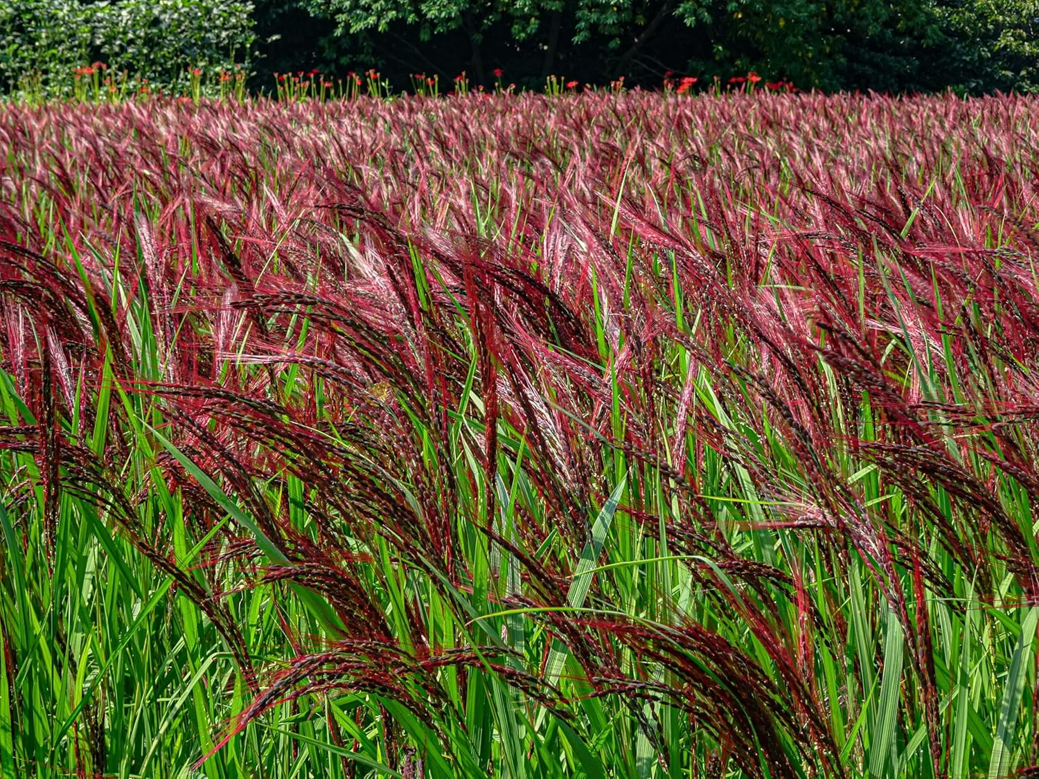 Miscanthus sinensis 'China' / Chinaschilf