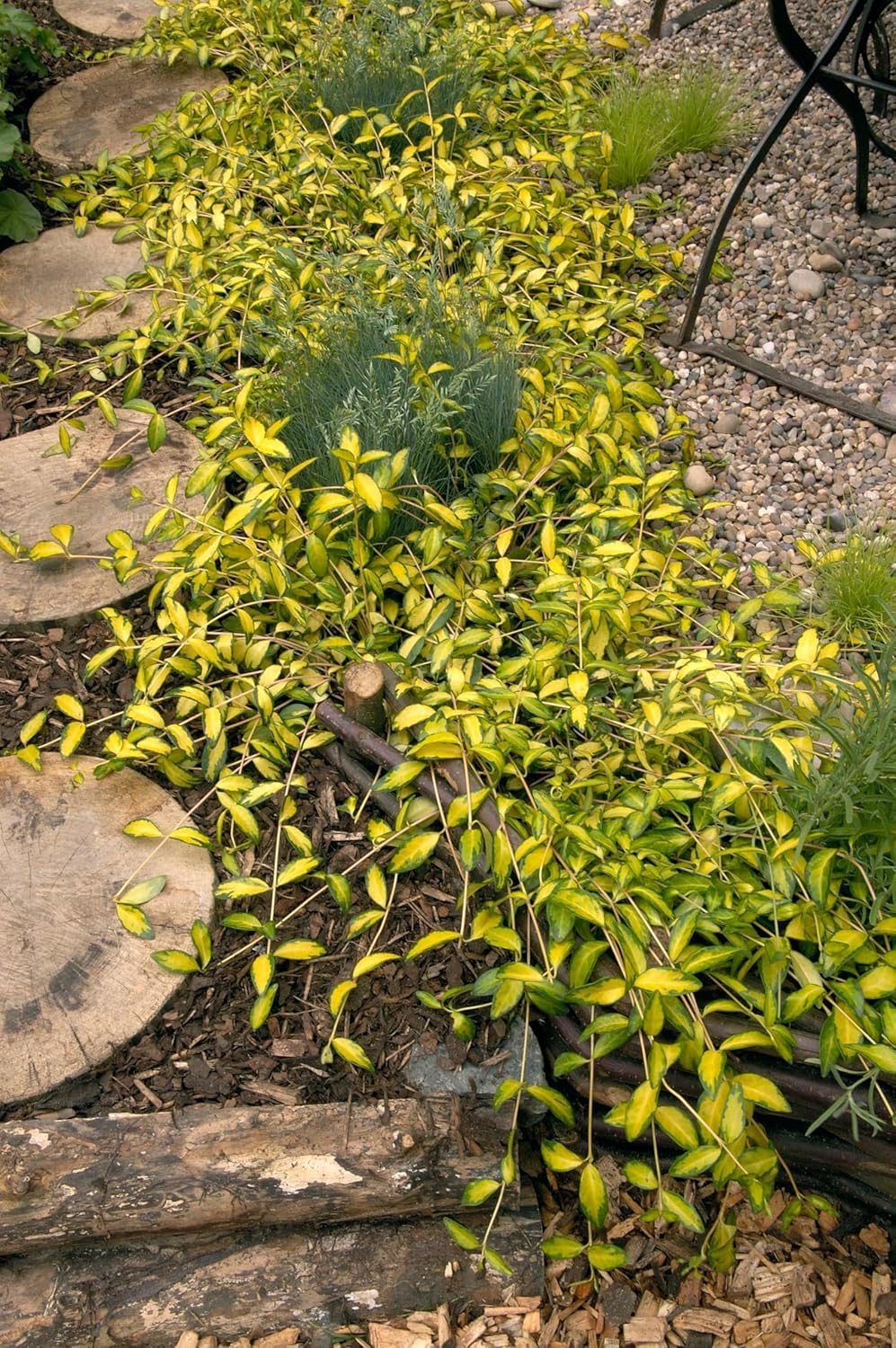 Vinca minor 'Imagine' - 'lumination‘ / Kleines Immergrün