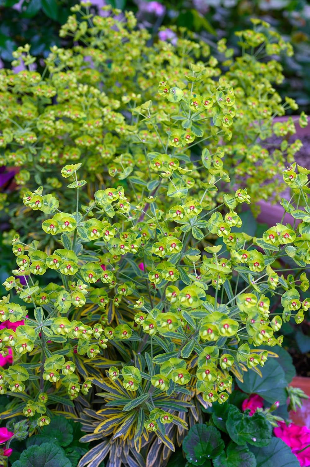 Euphorbia martinii 'Ascot Rainbow‘ ® / Wolfsmilch