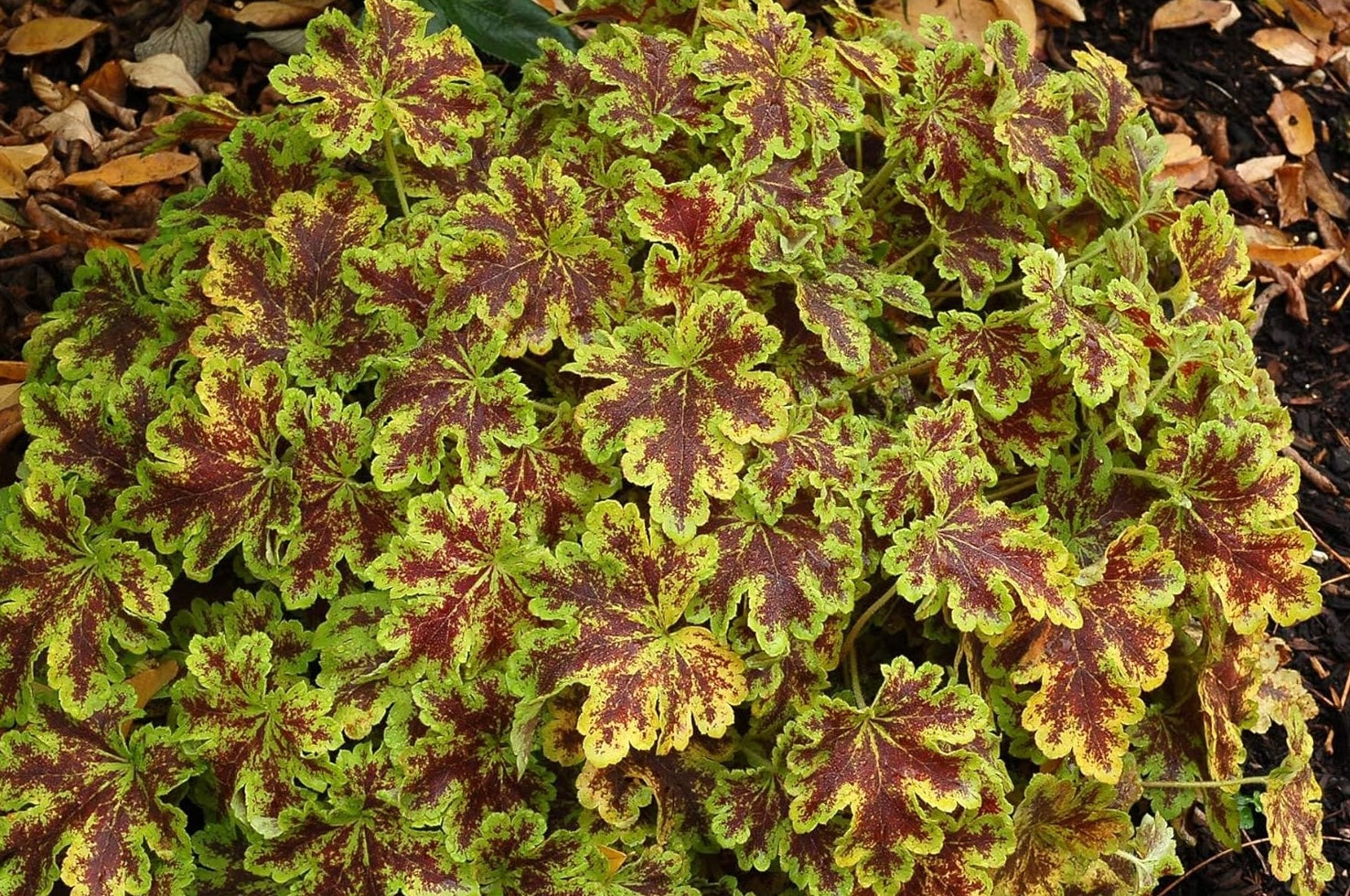Heucherella Hybride 'Solar Power' / Purpurglöckchen