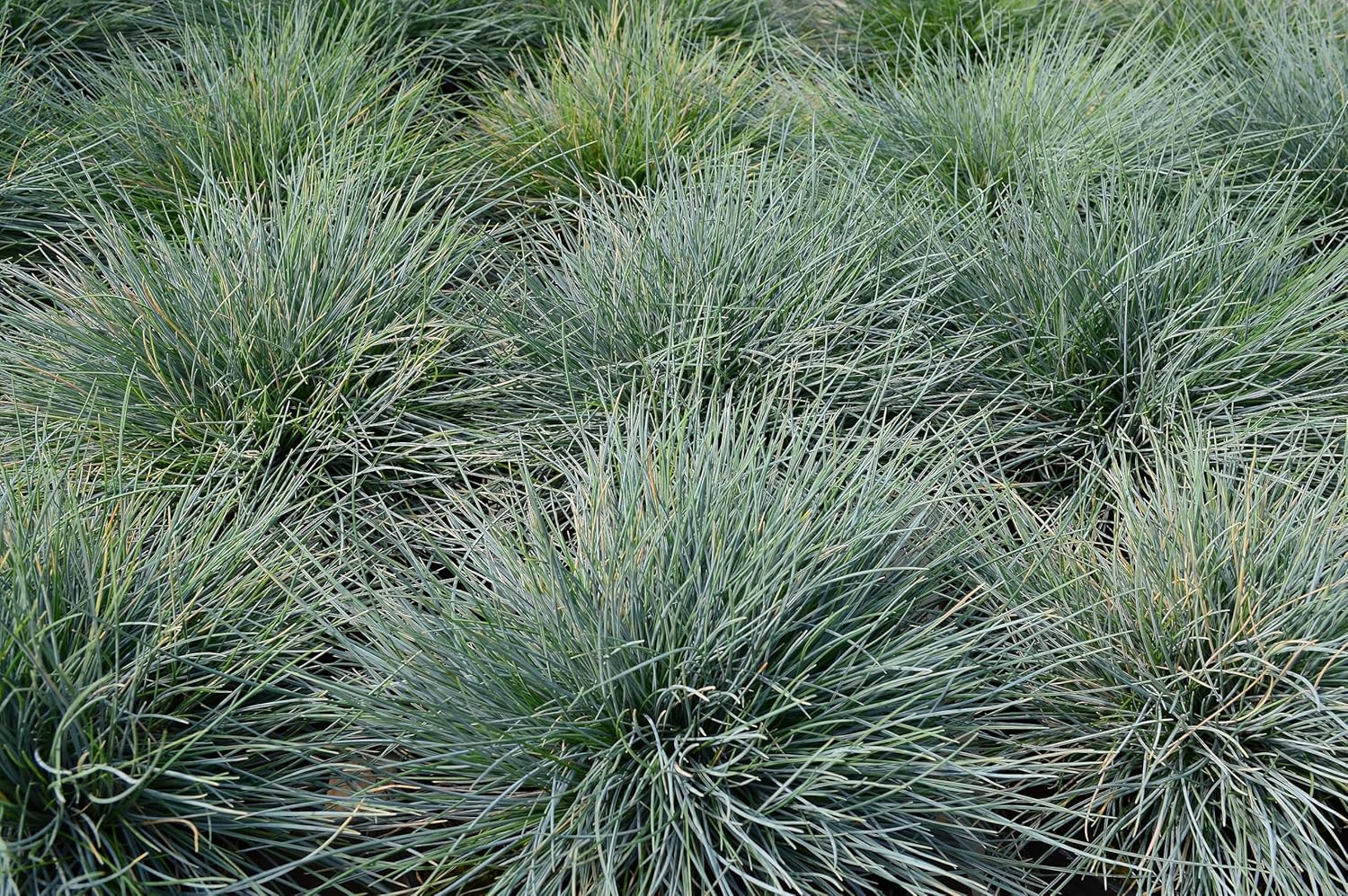 Festuca glauca 'Festina' / Blauschwingel