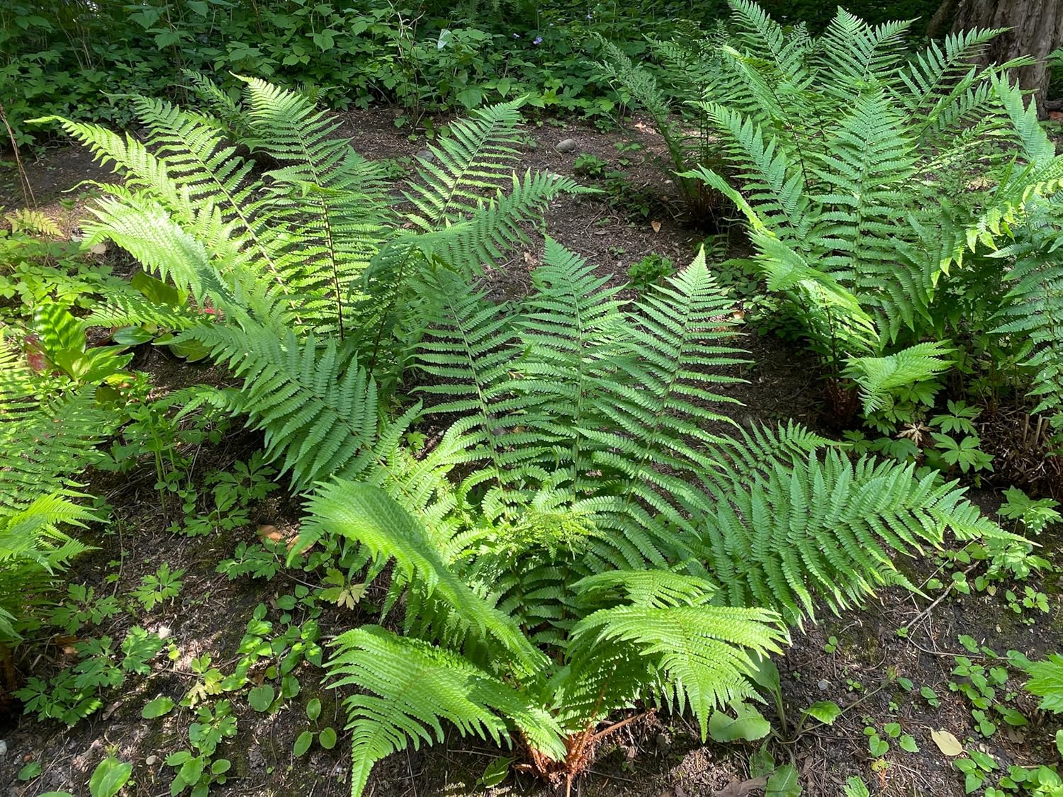 Dryopteris affinis / Heimischer Goldschuppenfarn