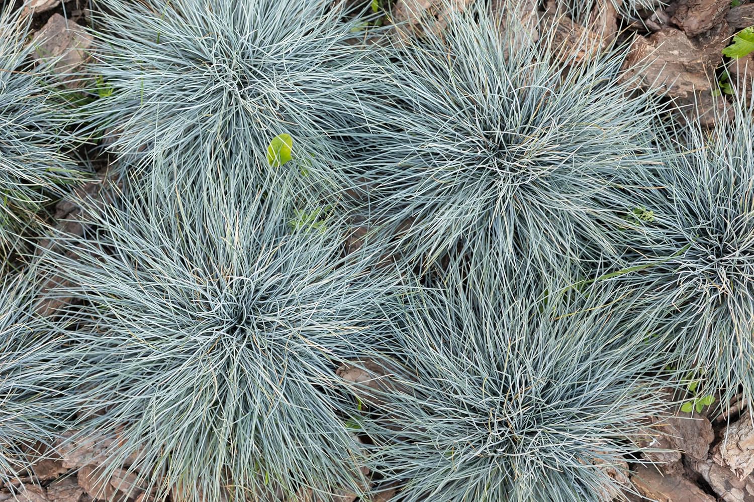 Festuca glauca 'Zwergenkönig' / Blauschwingel