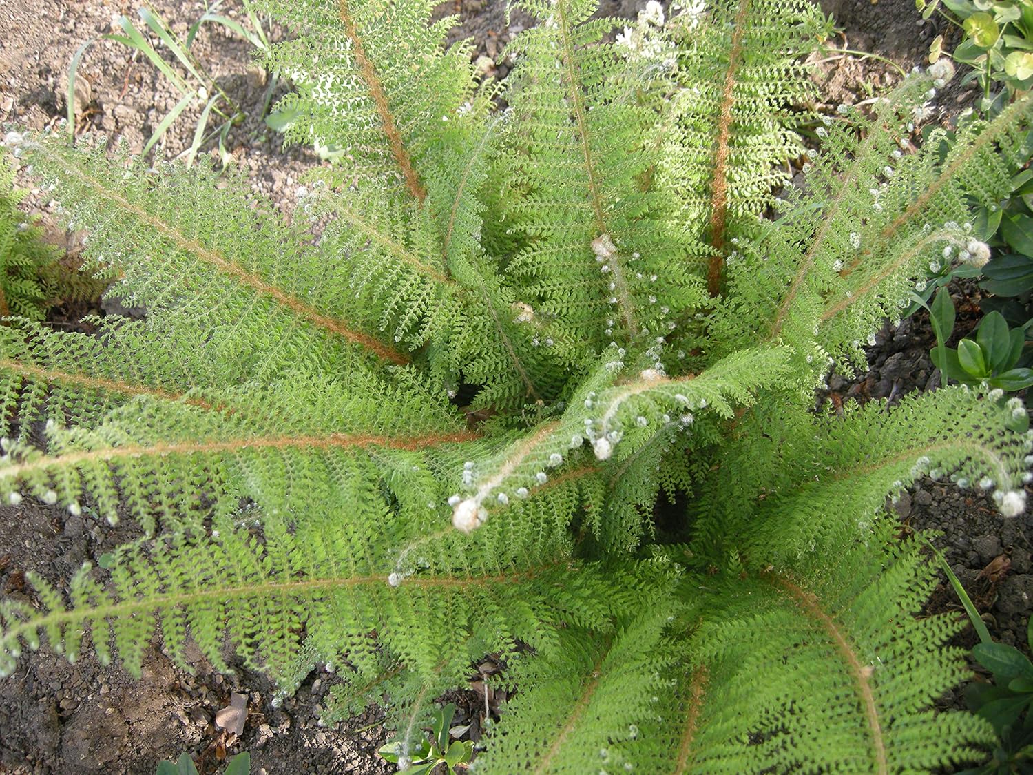 Polystichum setiferum 'Herrenhausen' / Filigranfarn