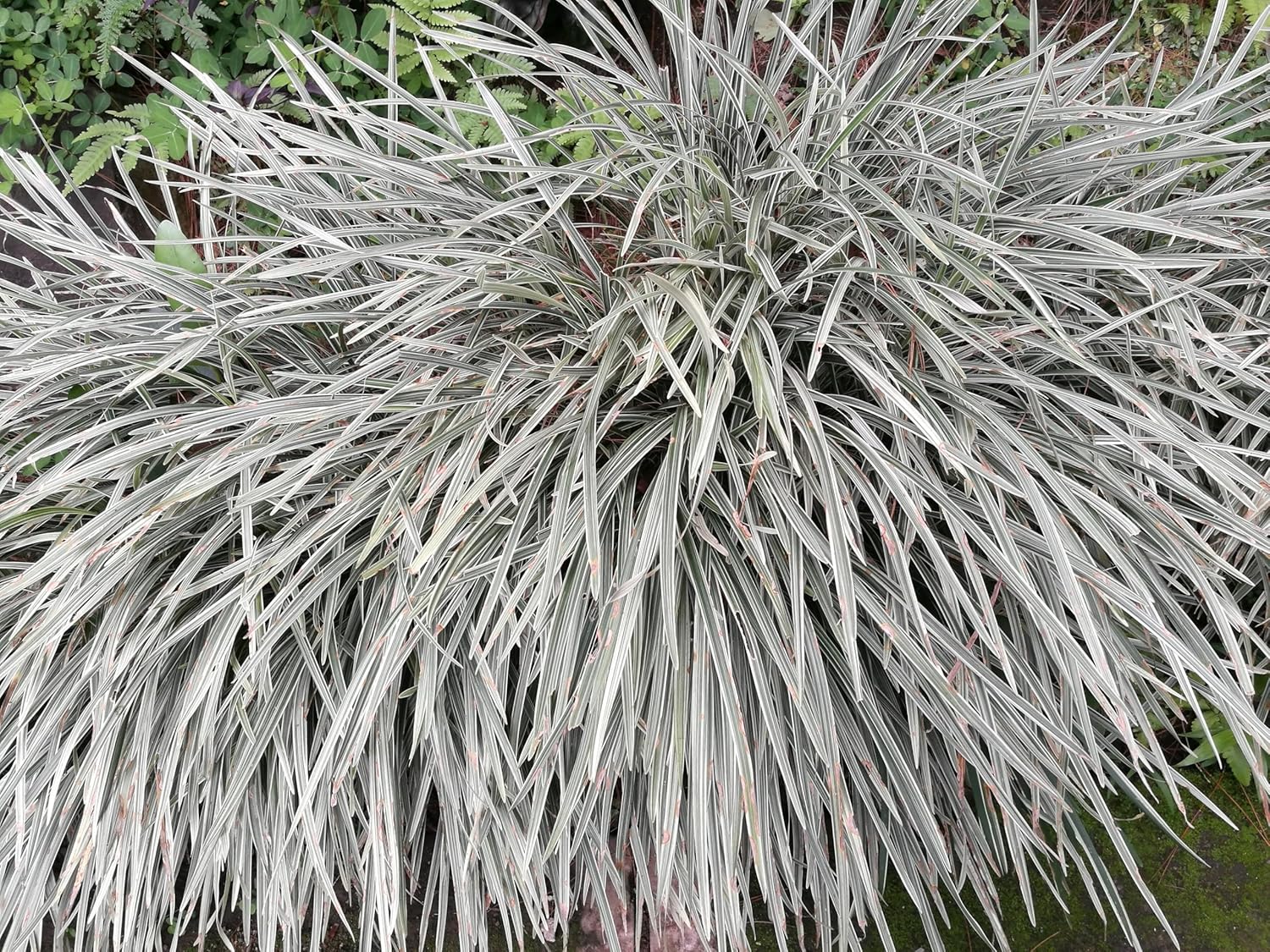 Ophiopogon japonicus 'Silver Dragon' / Bunter Japanischer Schlangenbart