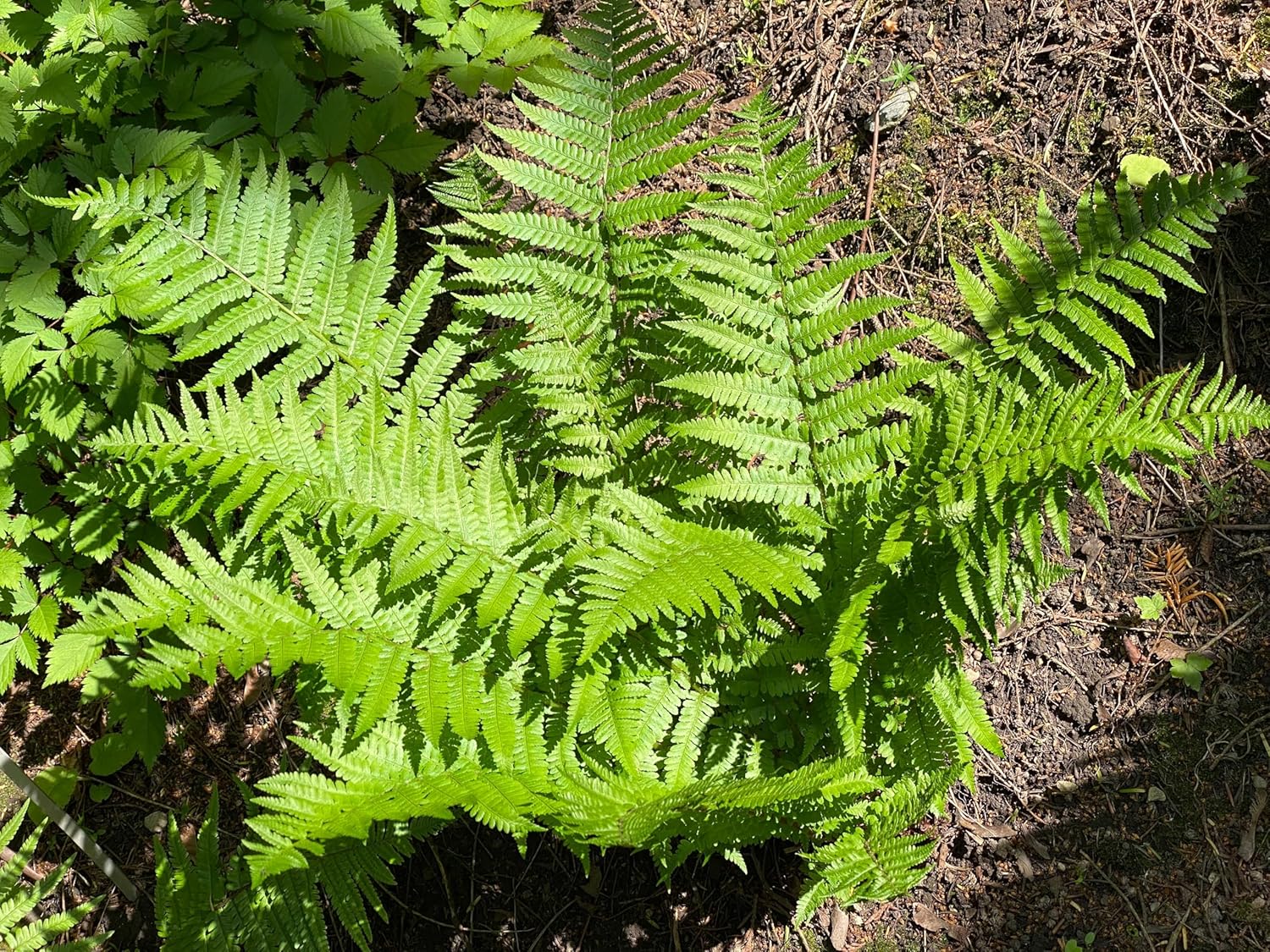 Dryopteris affinis / Heimischer Goldschuppenfarn