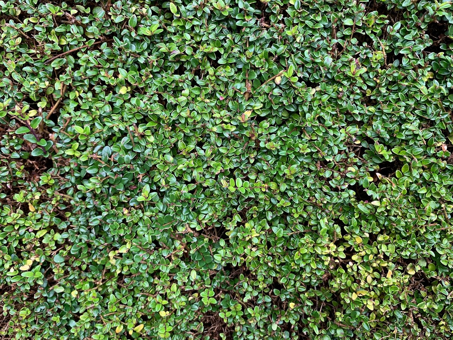 Lonicera nitida / Heckenmyrthe