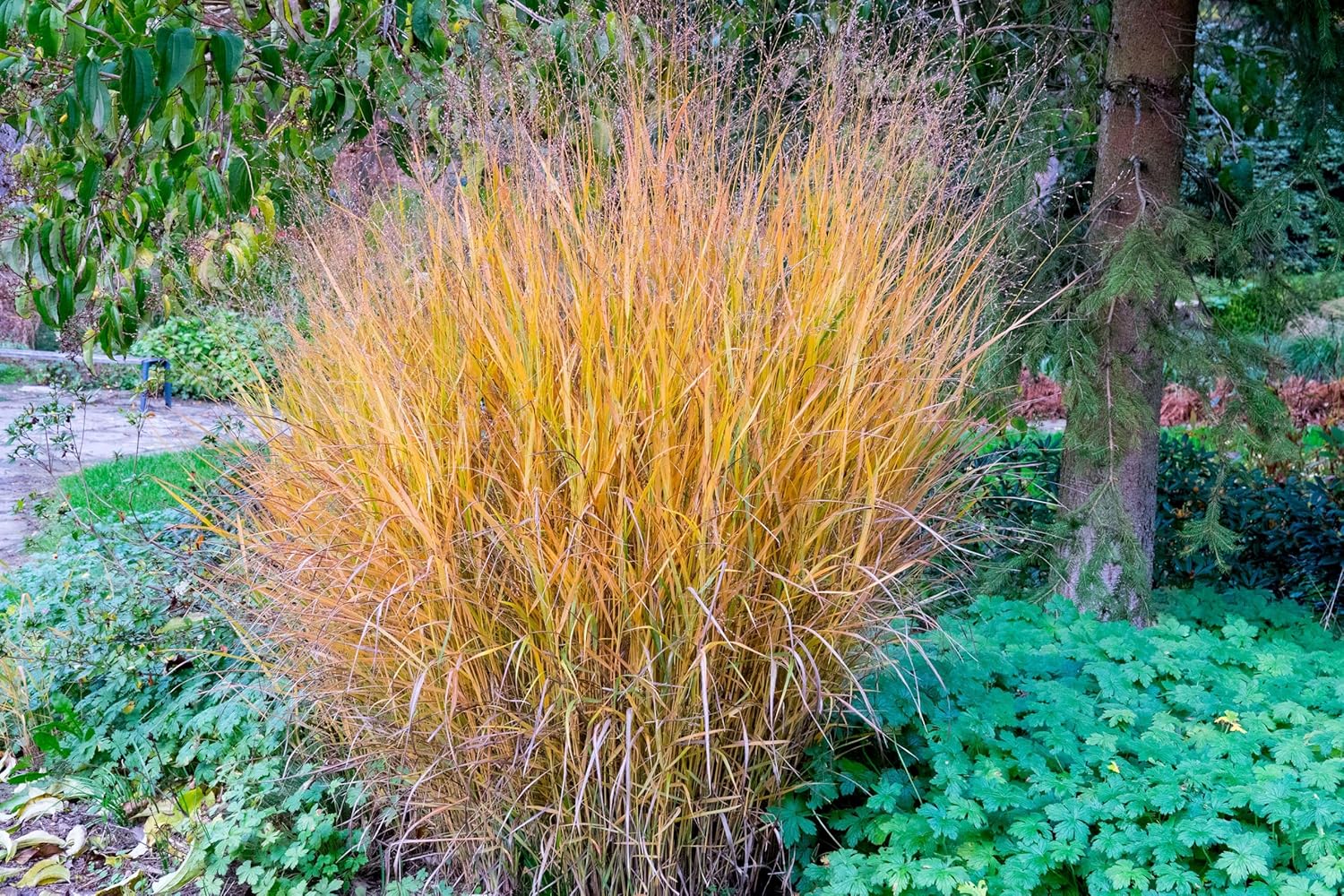 Panicum virgatum 'Hänse Herms' / Braunrote Rutenhirse