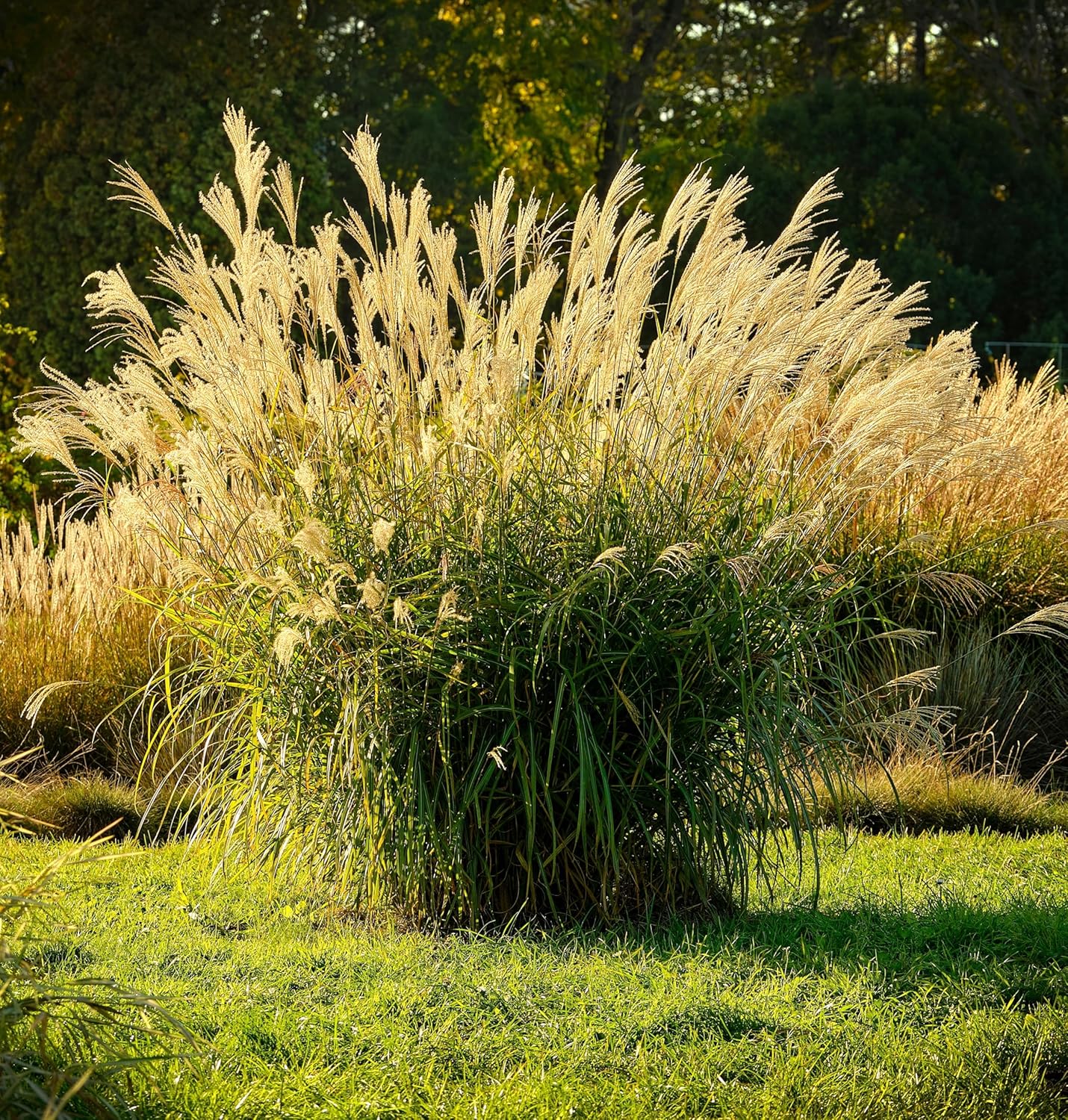 Miscanthus sinensis 'Ghana' / Chinaschilf