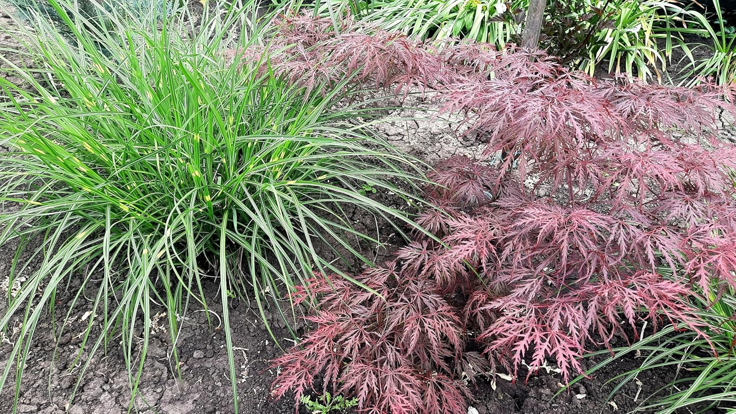 Miscanthus sinensis 'Little Zebra' / kleines Zebraschilf