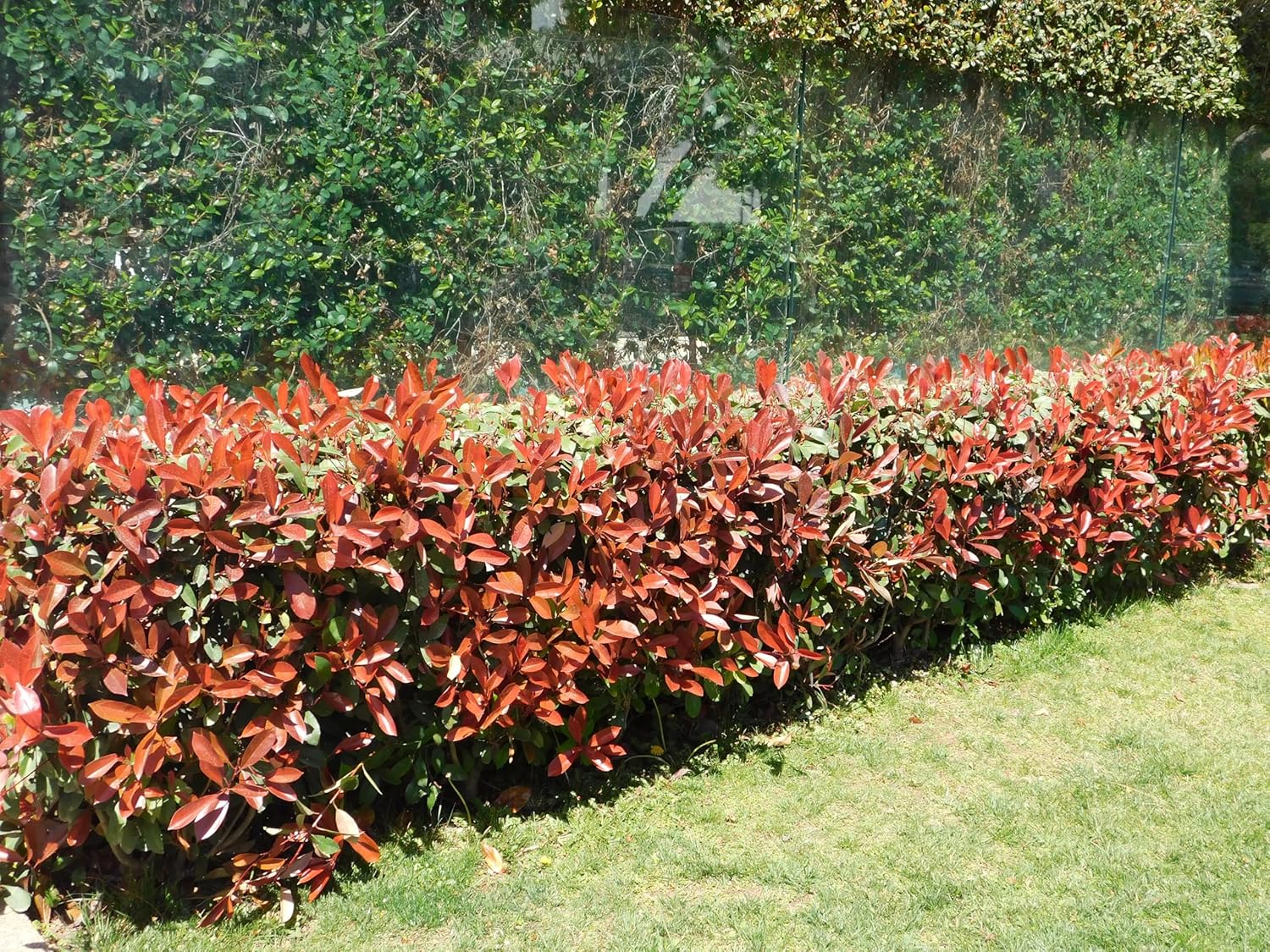 Photinia fraseri 'Little Red Robin' / Kleine Rote Glanzmispel
