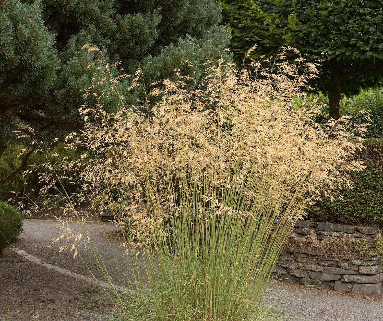 Stipa gigantea / Riesen-Federgras