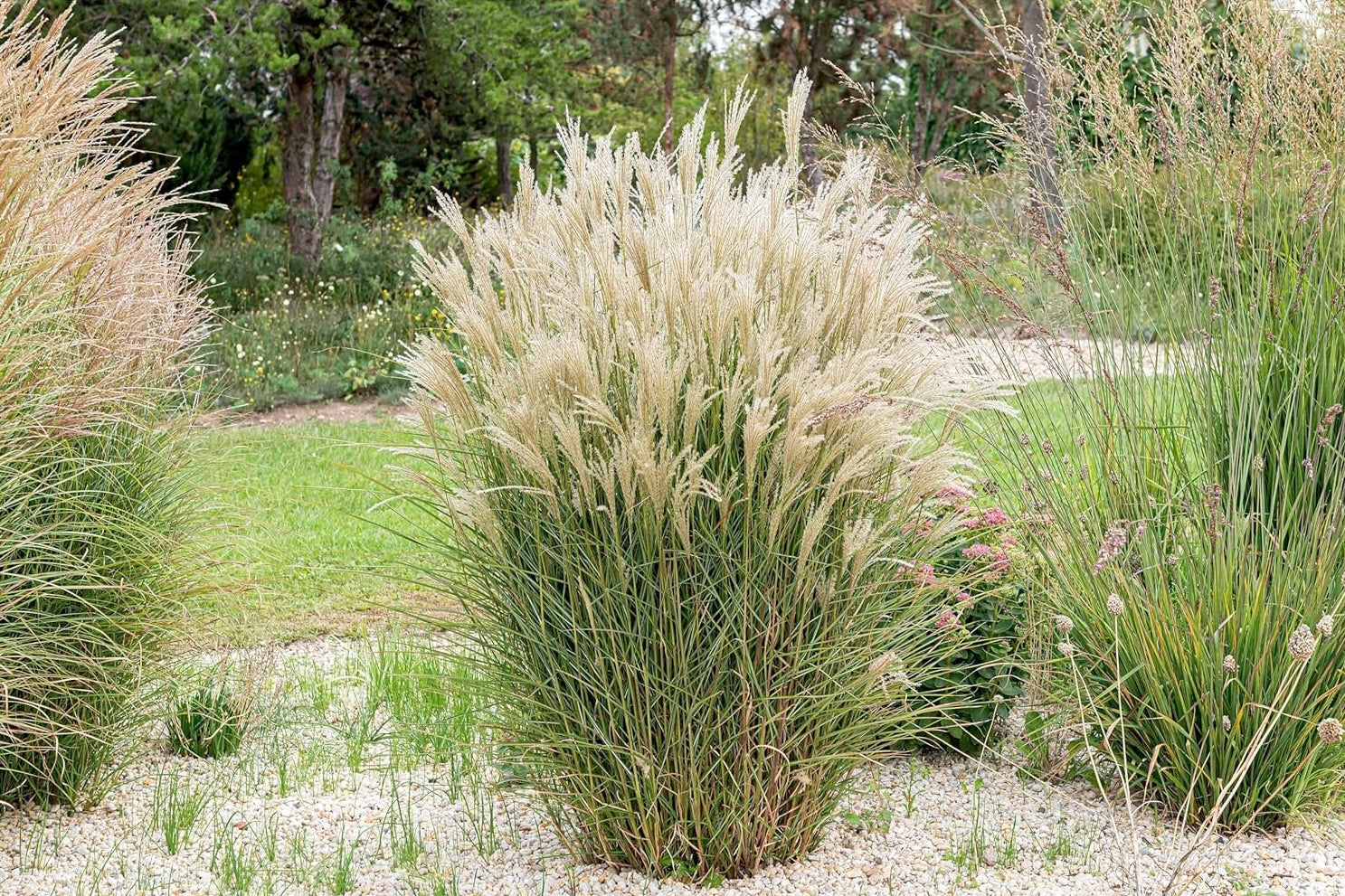 Miscanthus sinensis 'Kleine Fontäne' / Chinaschilf