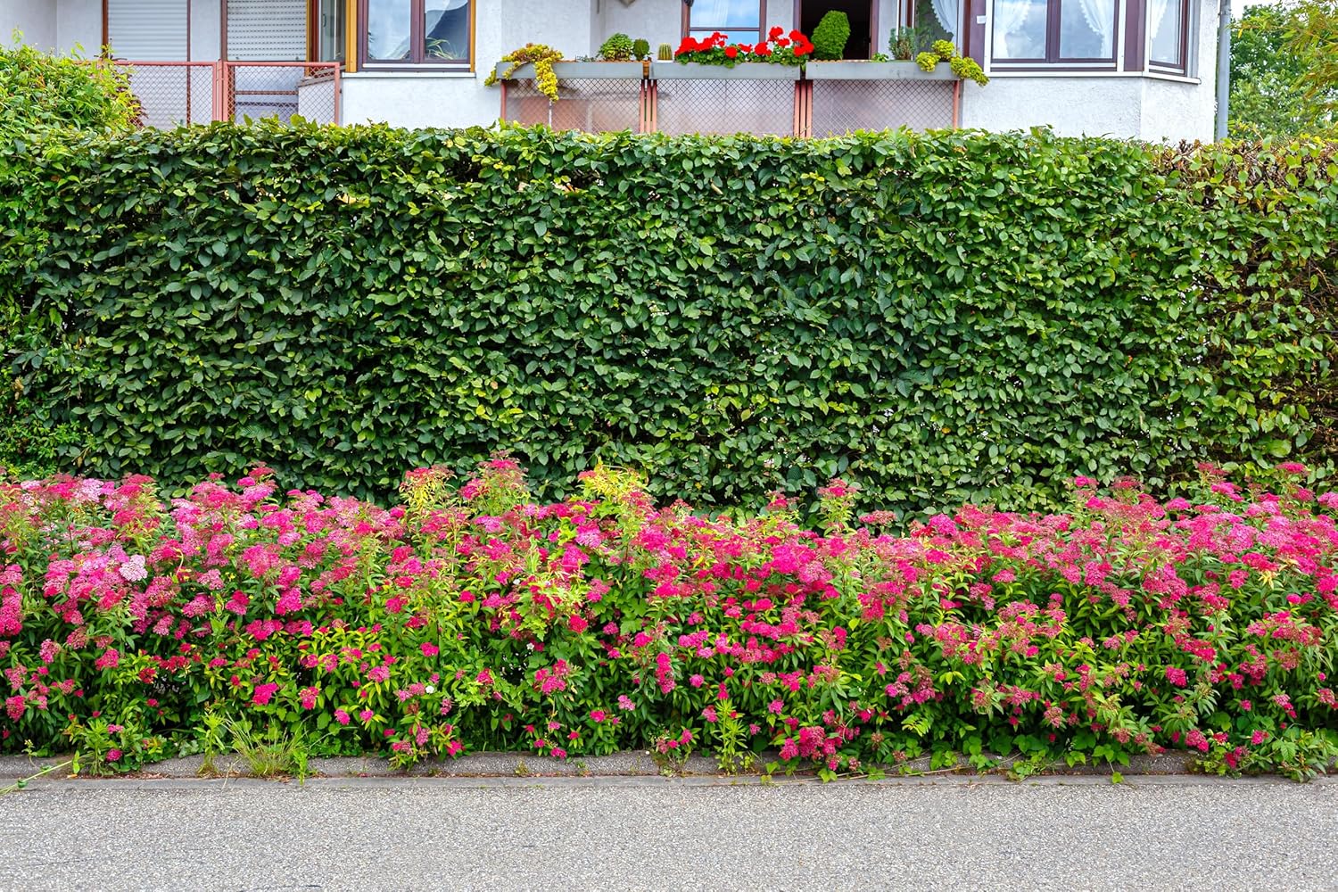 Spiraea japonica 'Anthony Waterer' / Rote Sommerspiere