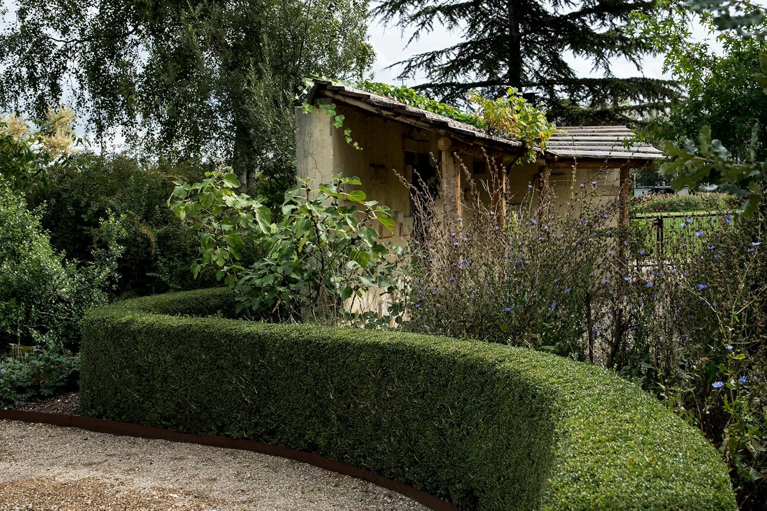 Lonicera nitida 'Elegant‘ / Heckenmyrthe