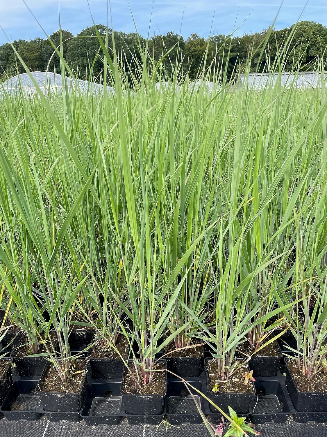 Panicum virgatum 'Northwind' / Reisen Rutenhirse - XXL Topf