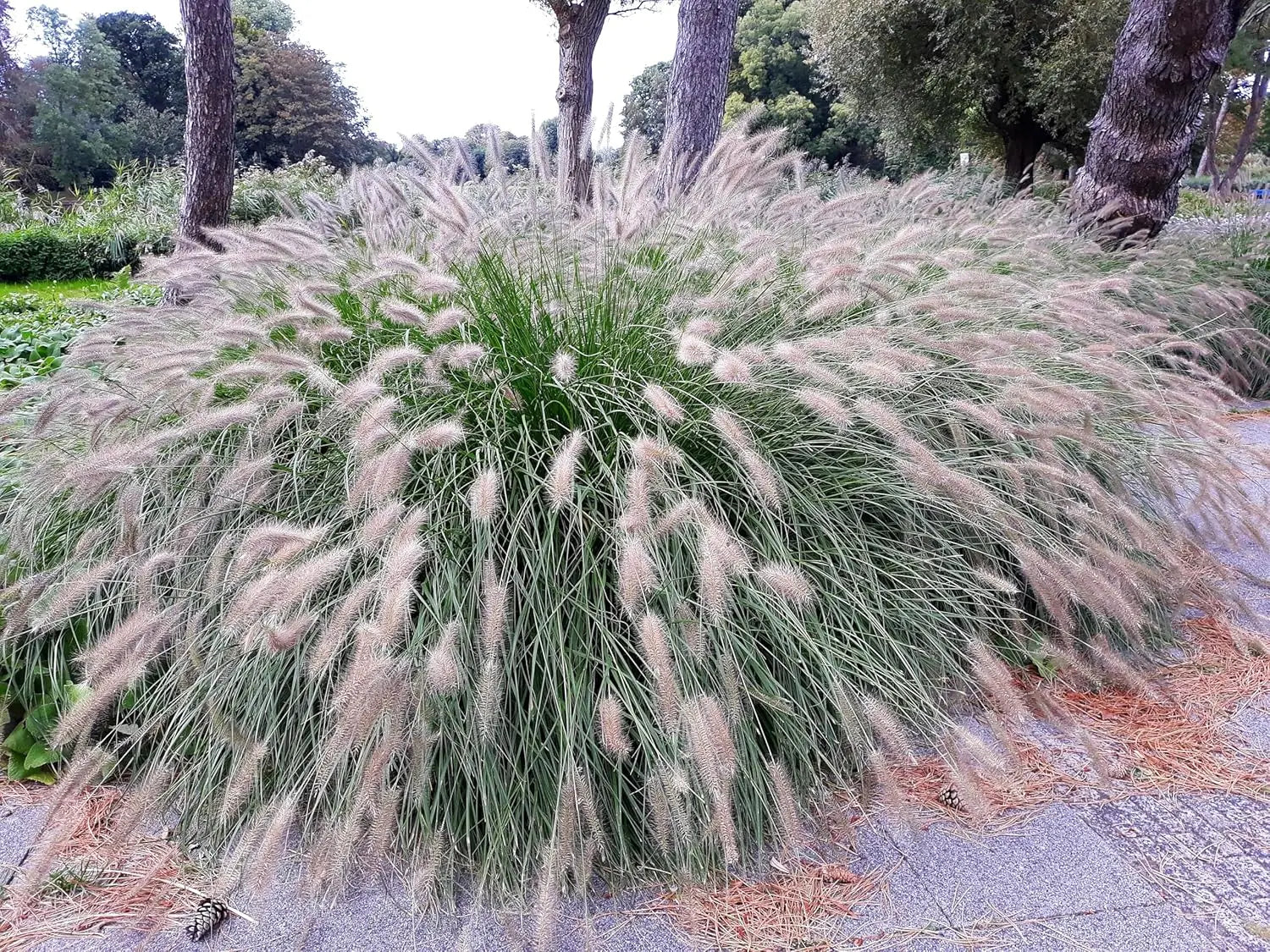Ziergras Pennisetum alopecuroides, Lampenputzergras, Stauden Gänge, grüne Halme mit weißen Blütenständen im Garten