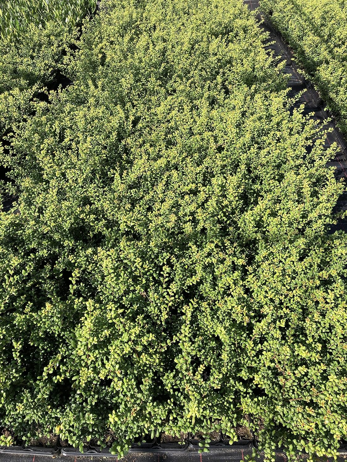 Ilex crenata 'Convexa' / Löffel Ilex