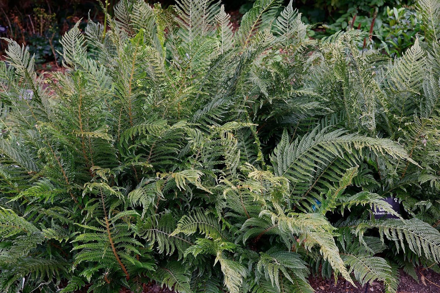 Polystichum setiferum 'Herrenhausen' / Filigranfarn