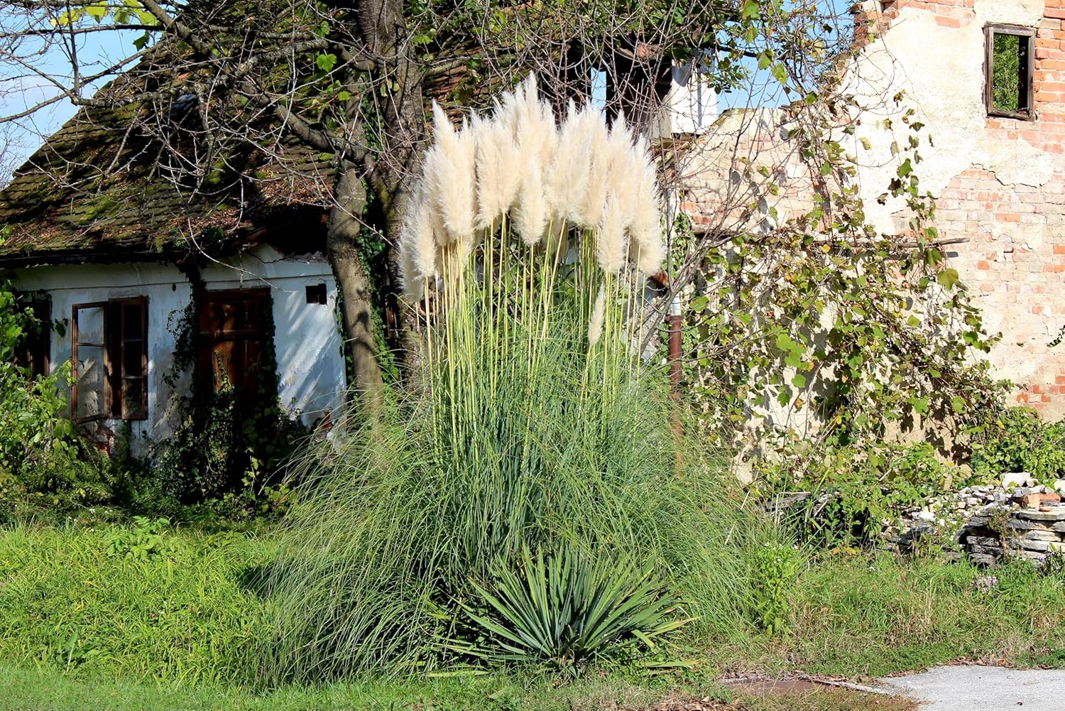 Cortaderia selloana ‚Evita‘ / Kleines Pampasgras