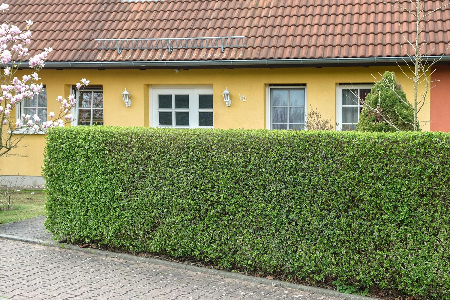 Ligustrum vulgare 'Atrovirens' / Schwarzgrüner Liguster