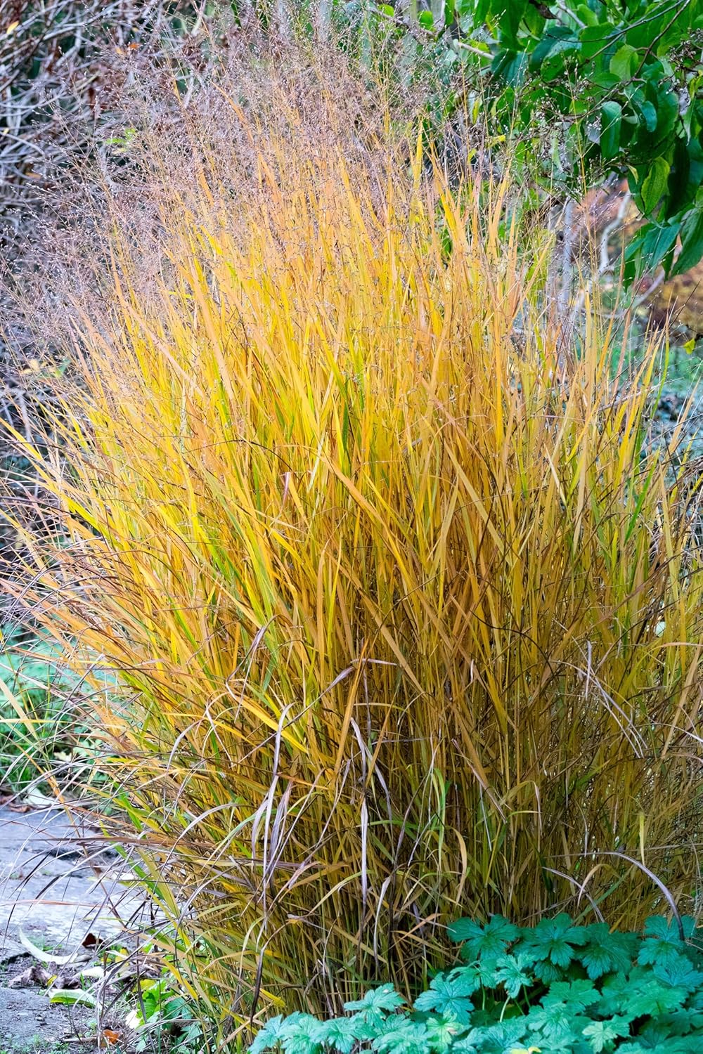 Panicum virgatum 'Hänse Herms' / Braunrote Rutenhirse