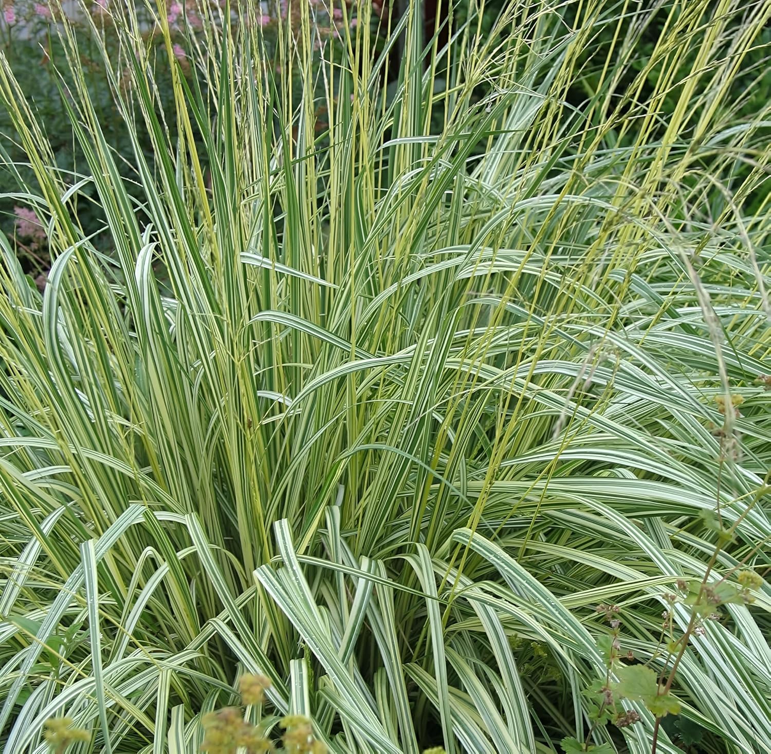 Molinia caerulea 'Variegata' / Buntes Kleines Pfeifengras