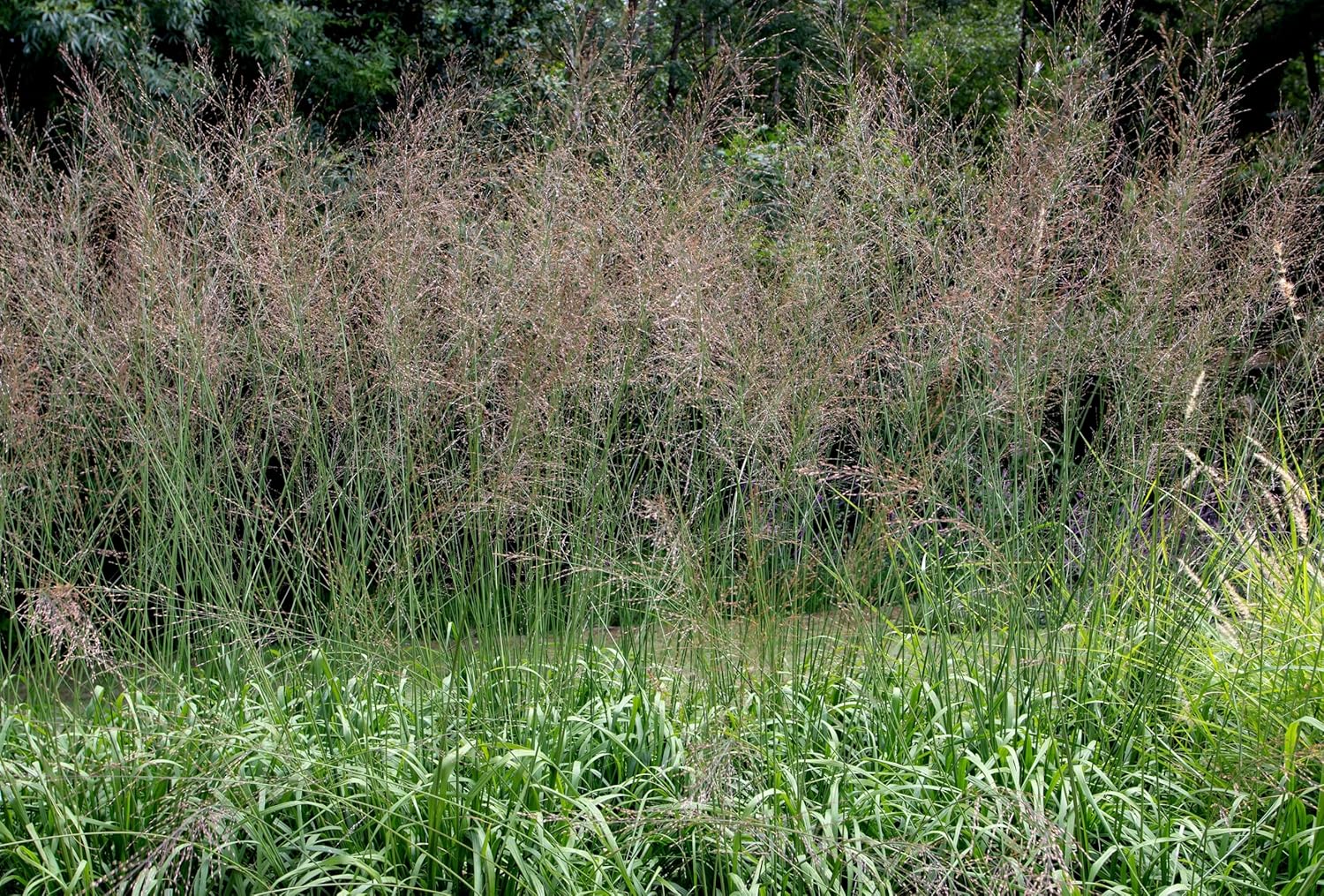 Molinia arundinacea 'Transparent' / Riesen Pfeifengras - XXL Topf