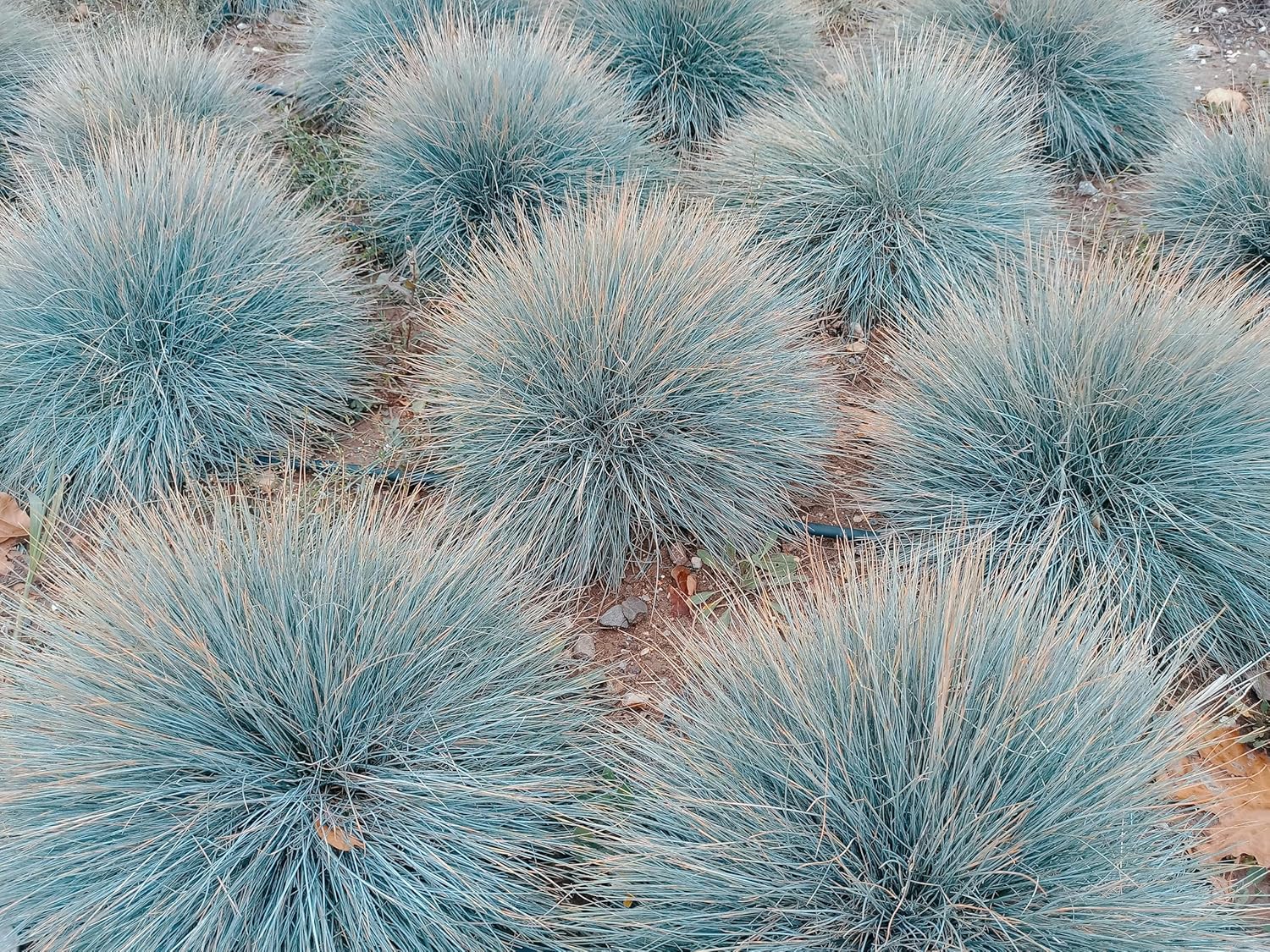 Festuca glauca 'Elijah Blue' / Blauschwingel