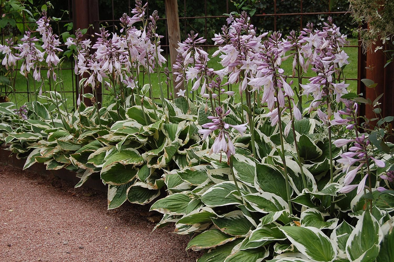 Hosta x fortunei 'Patriot' / Weißrand-Funkie