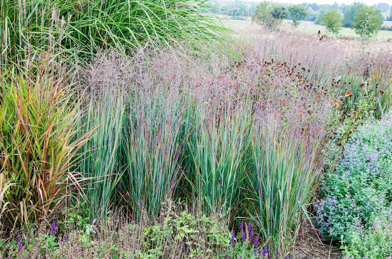 Panicum virgatum 'Heiliger Hain' / Blaurote Rutenhirse