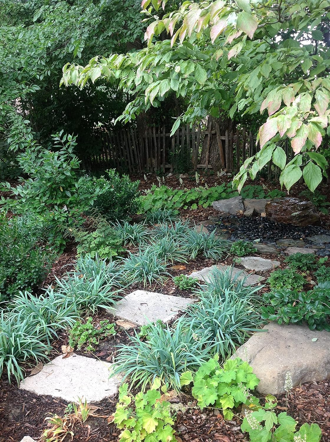 Carex laxiculmis 'Bunny Blue' / Segge