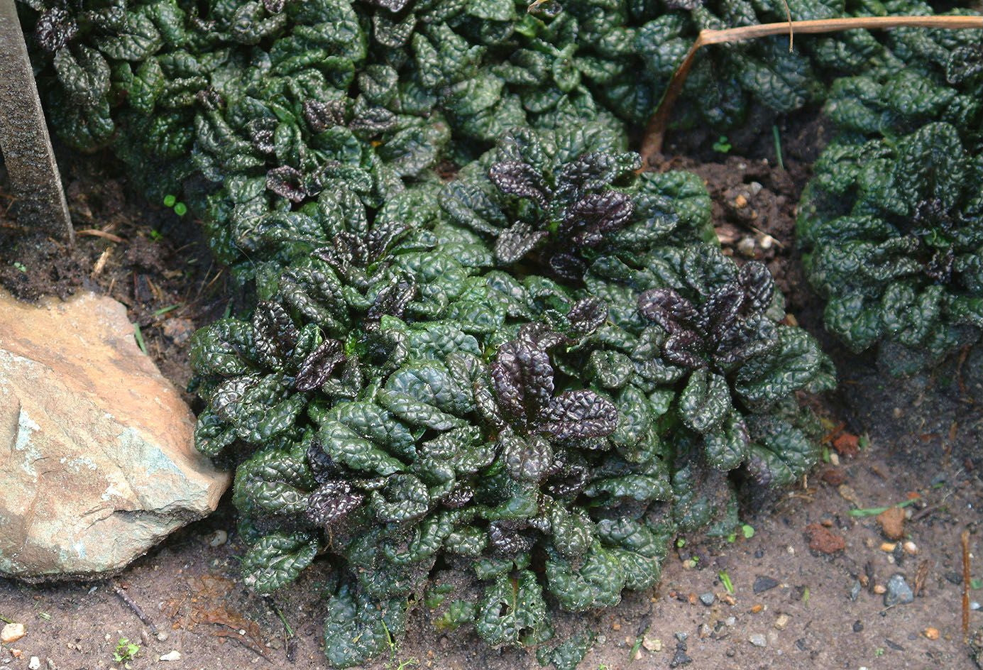 Ajuga pyramidalis 'Metallica Crispa'/ Günsel