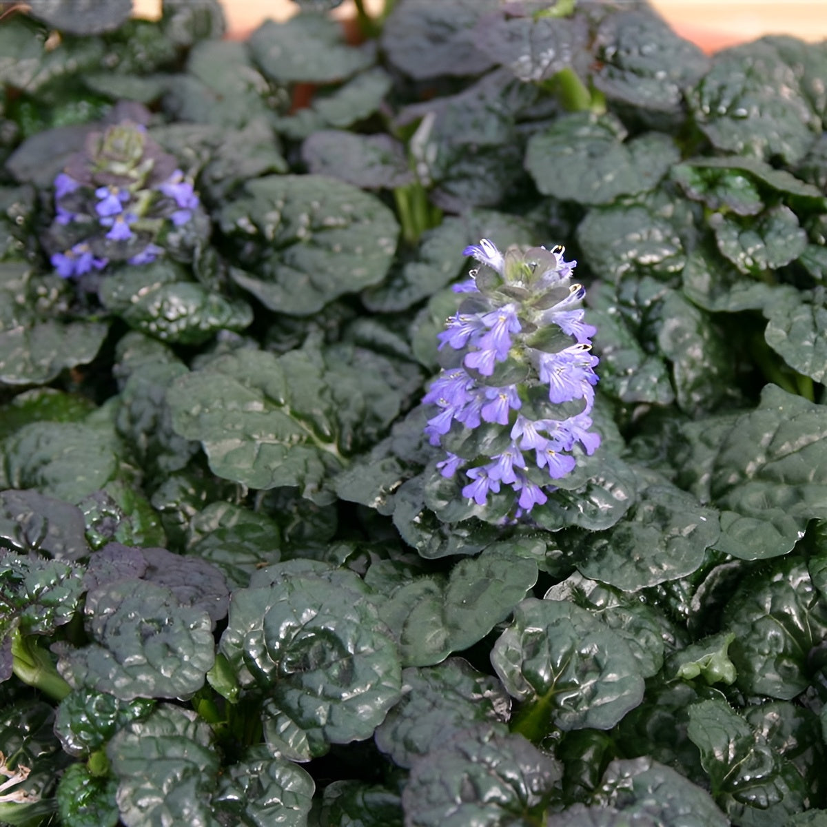 Ajuga pyramidalis 'Metallica Crispa'/ Günsel
