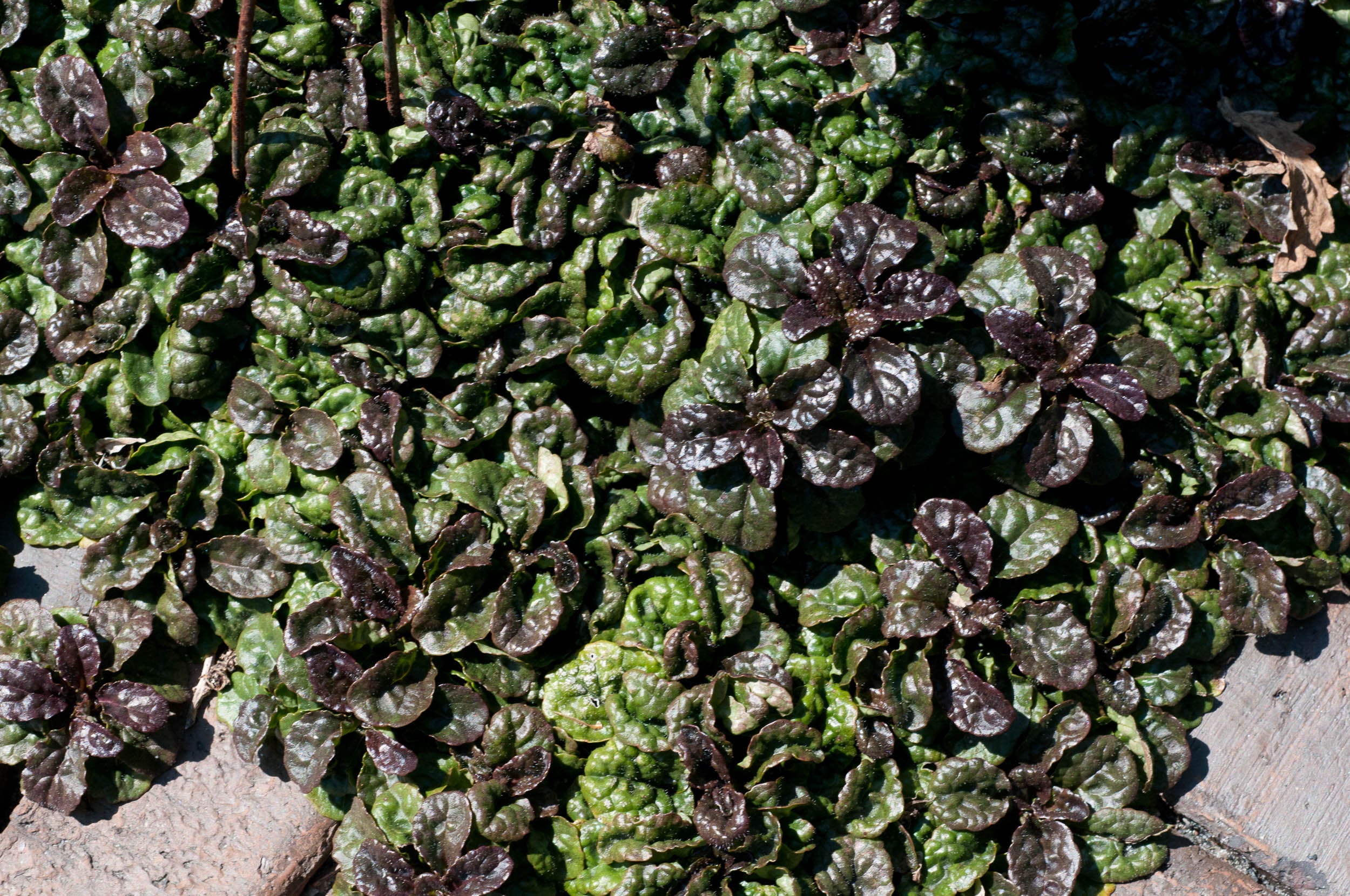 Ajuga pyramidalis 'Metallica Crispa'/ Günsel